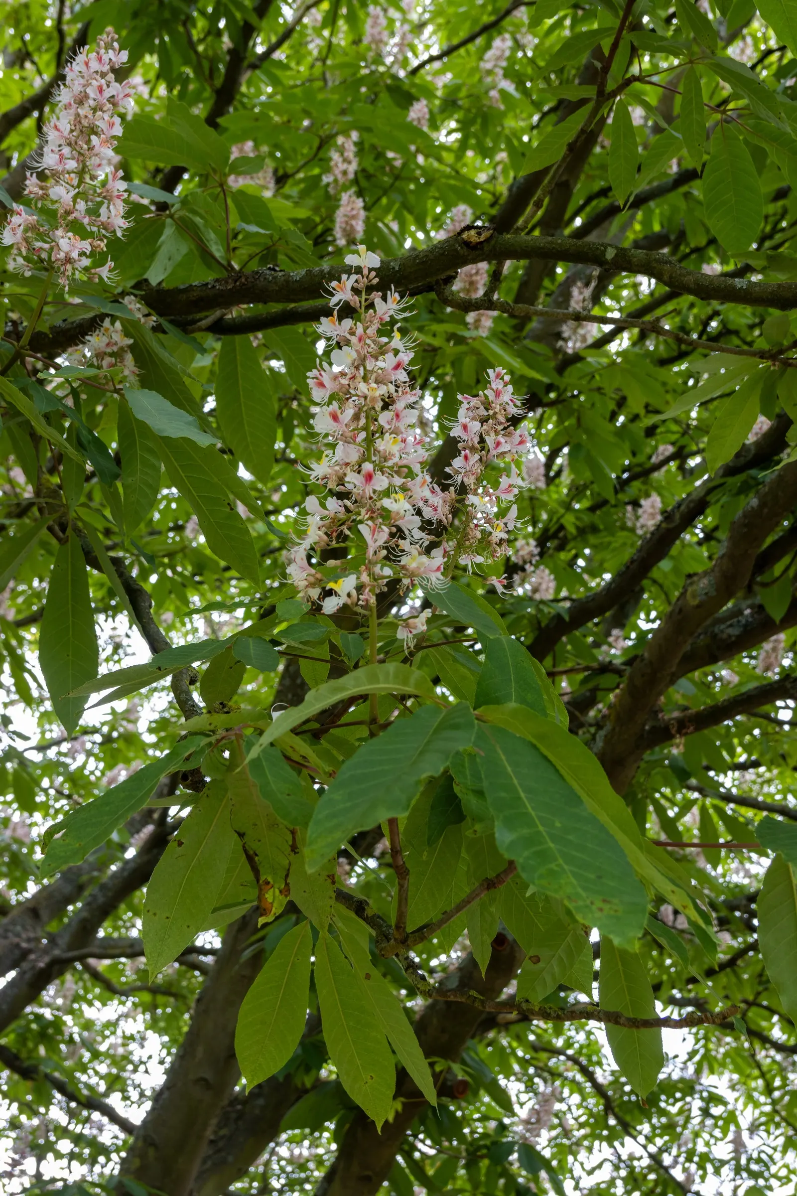 Indian Horse Chestnut (Aesculus Indica) — It prefers full sun to partial shade and thrives in hardiness zones 6 through 8