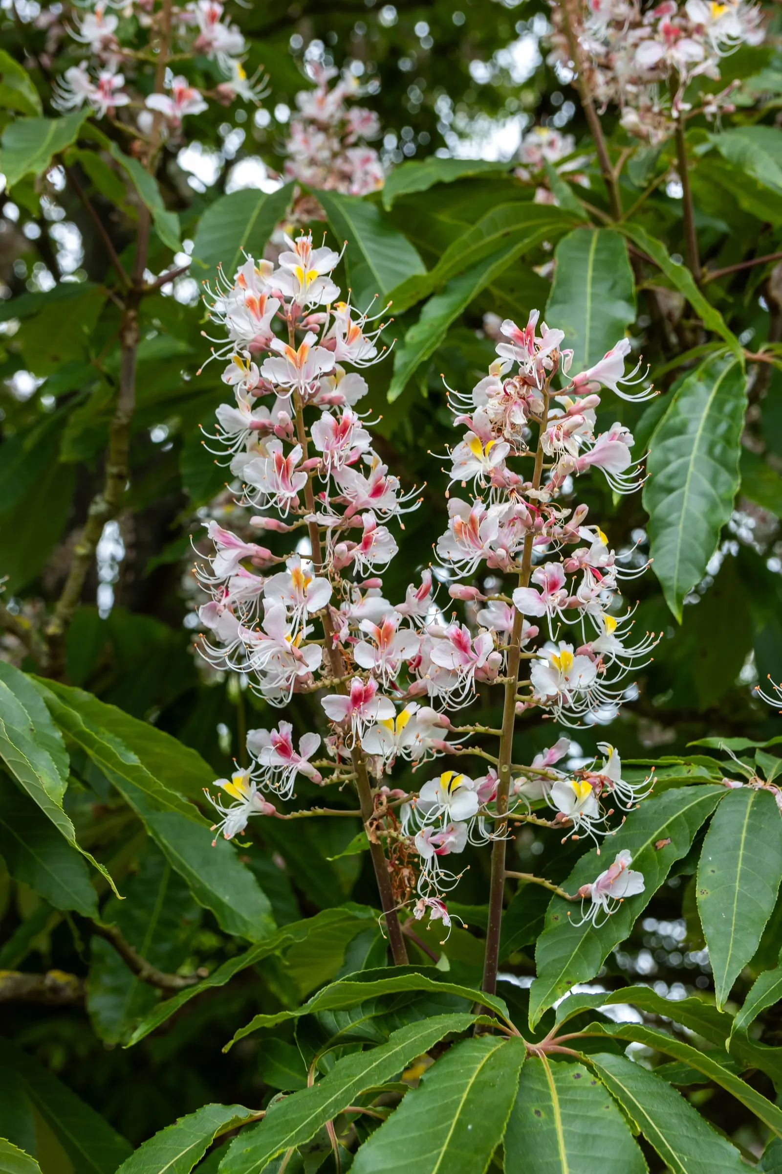 Indian Horse Chestnut (Aesculus Indica) — it features upright panicles of white flowers tinged with pink or yellow, image 32