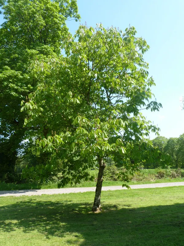 Indian Horse Chestnut (Aesculus Indica) — This deciduous beauty prefers well-drained soil and flourishes in full sun to partial shade; it features upright