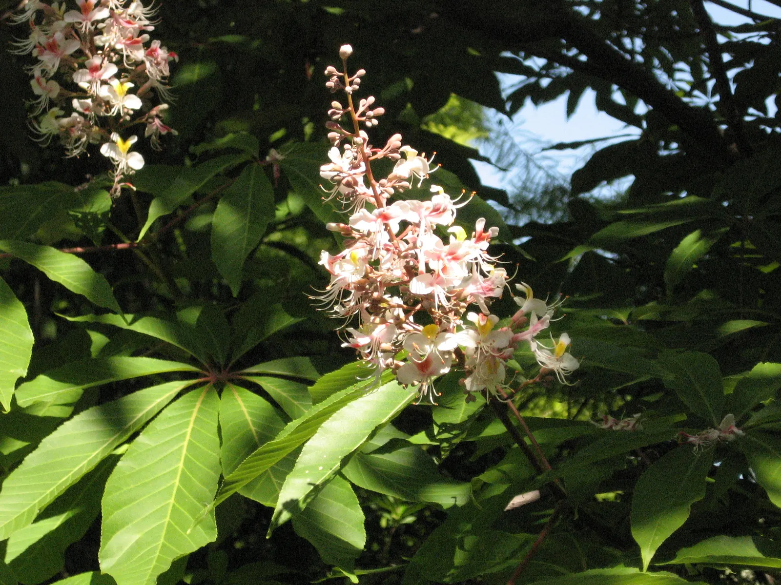 Indian Horse Chestnut (Aesculus Indica) — each composed of 5 to 7 leaflets
