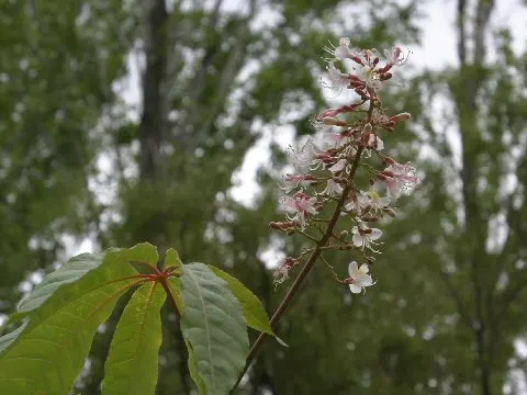 Indian Horse Chestnut (Aesculus Indica) — it features upright panicles of white flowers tinged with pink or yellow
