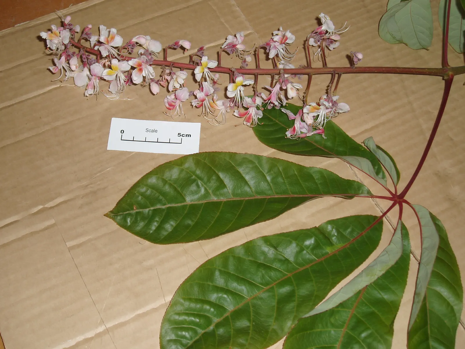 Indian Horse Chestnut (Aesculus Indica) — When incorporating this tree into a landscape plan