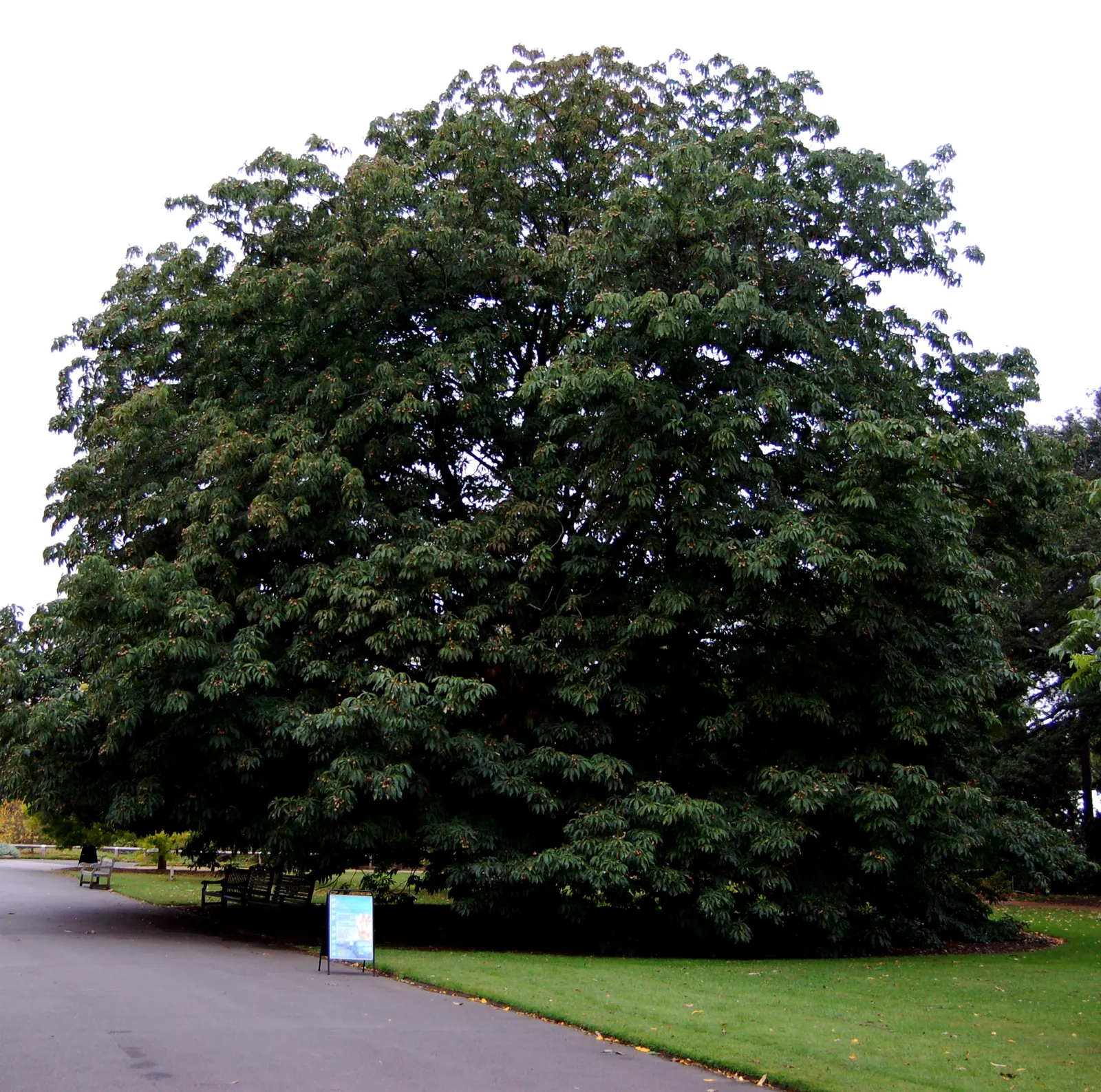 Indian Horse Chestnut (Aesculus Indica) — reaching up to 75 feet tall