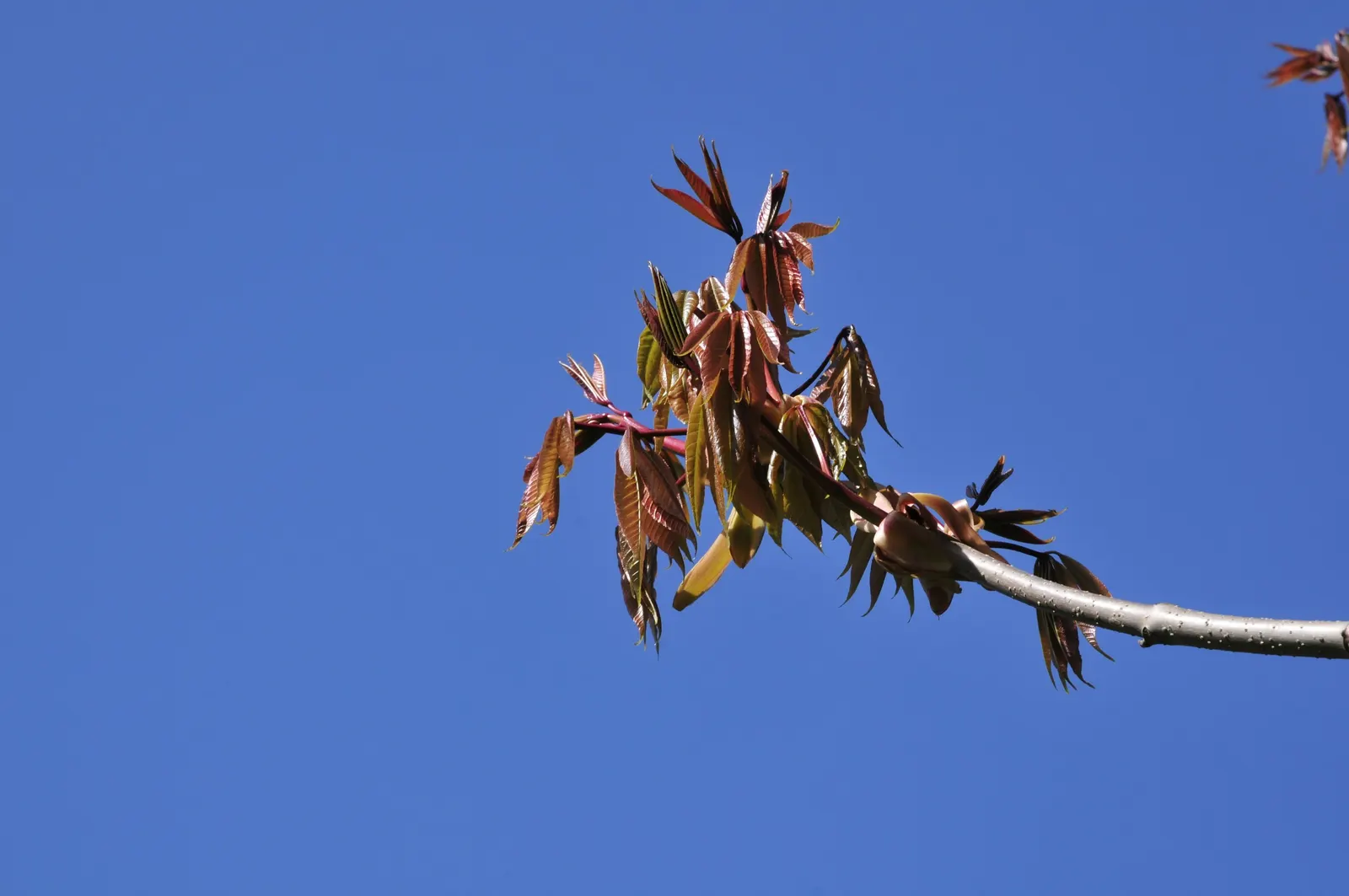 Indian Horse Chestnut (Aesculus Indica) — that are magnets for pollinators like bees and provide an impressive floral display.<br><br>For optimal, image 34