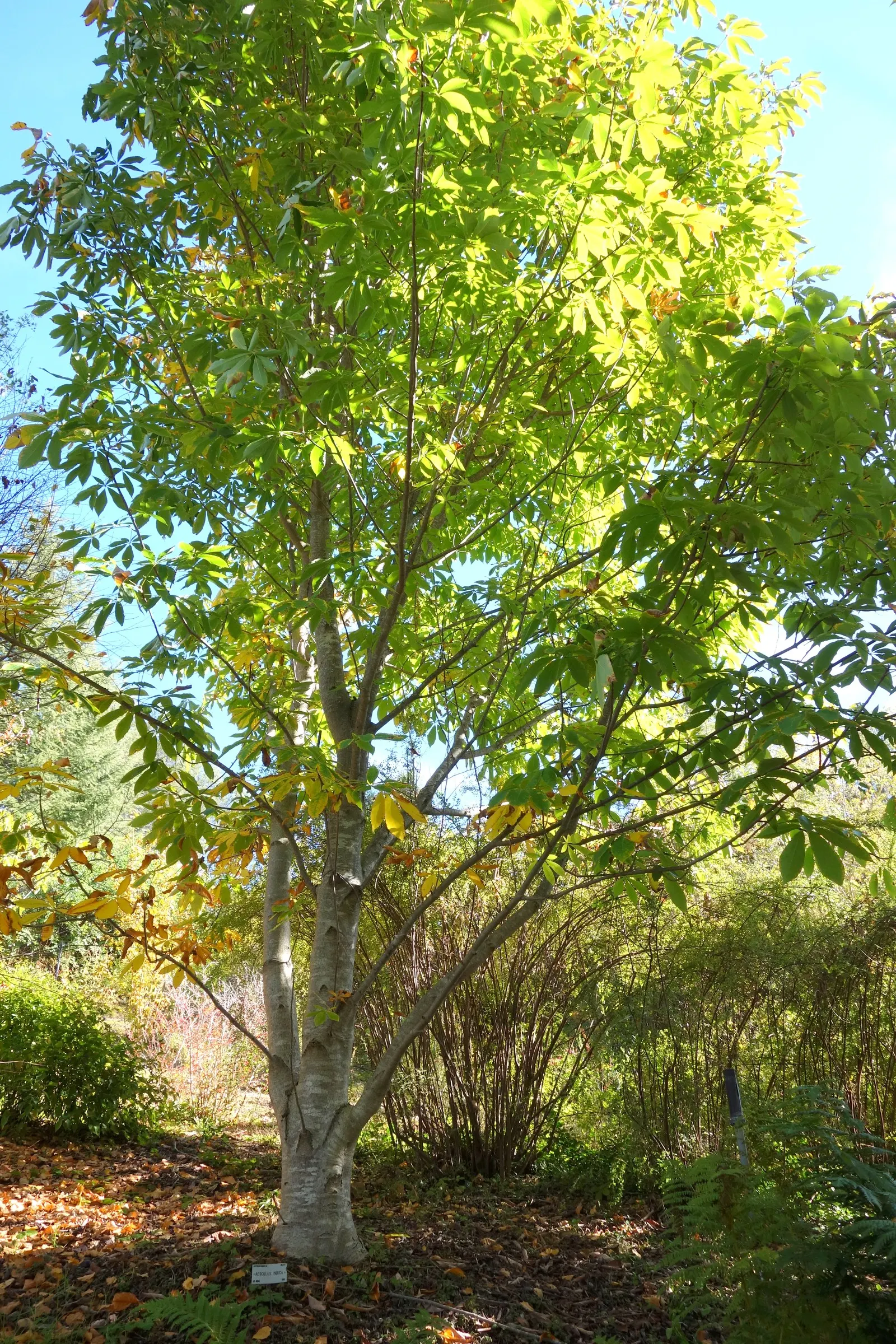 Indian Horse Chestnut (Aesculus Indica) — the Indian Horse Chestnut can elevate the aesthetic of any garden setting