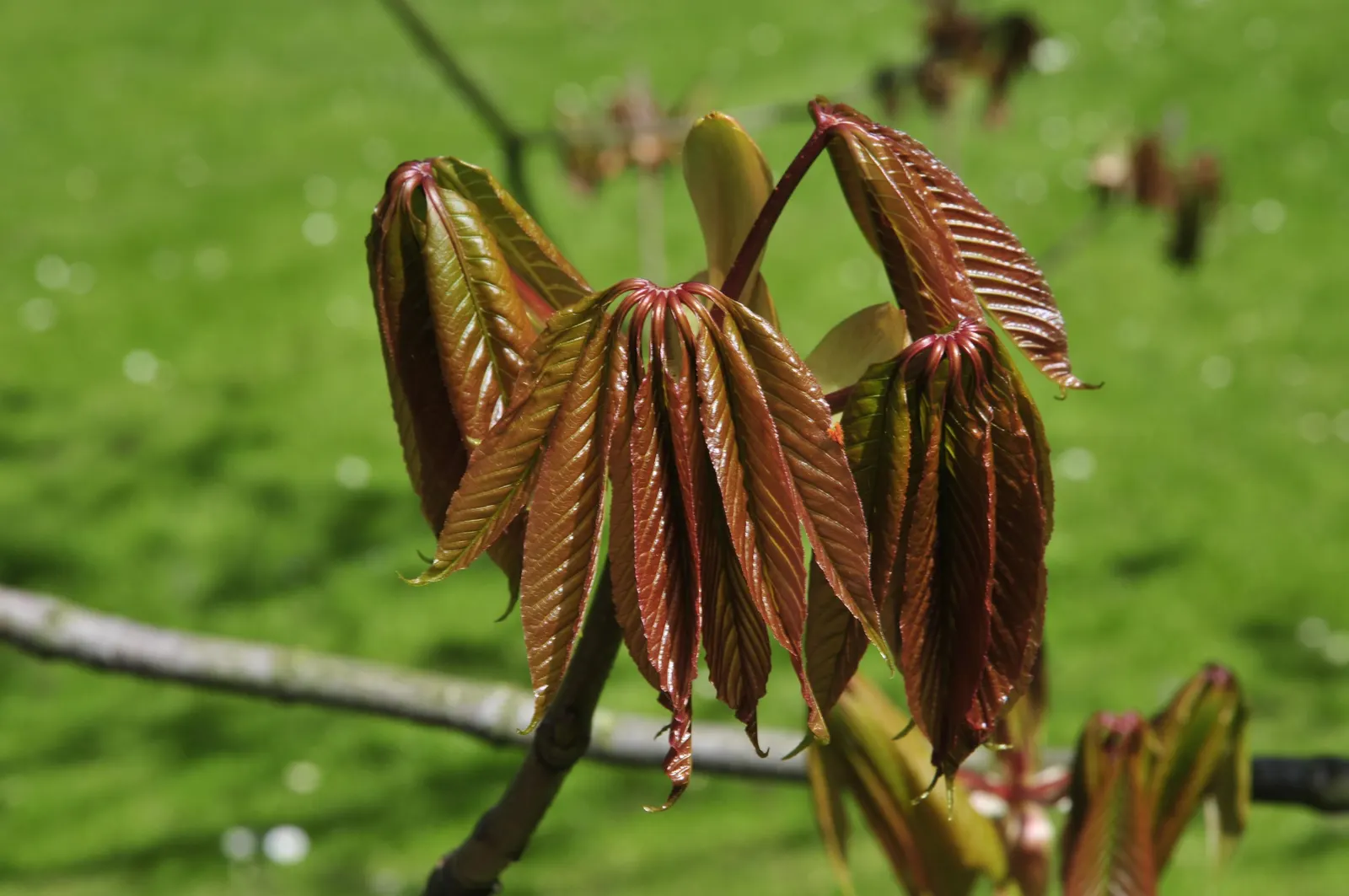 Indian Horse Chestnut (Aesculus Indica) — reaching up to 75 feet tall; it features upright panicles of white flowers tinged with pink or yellow, image 44