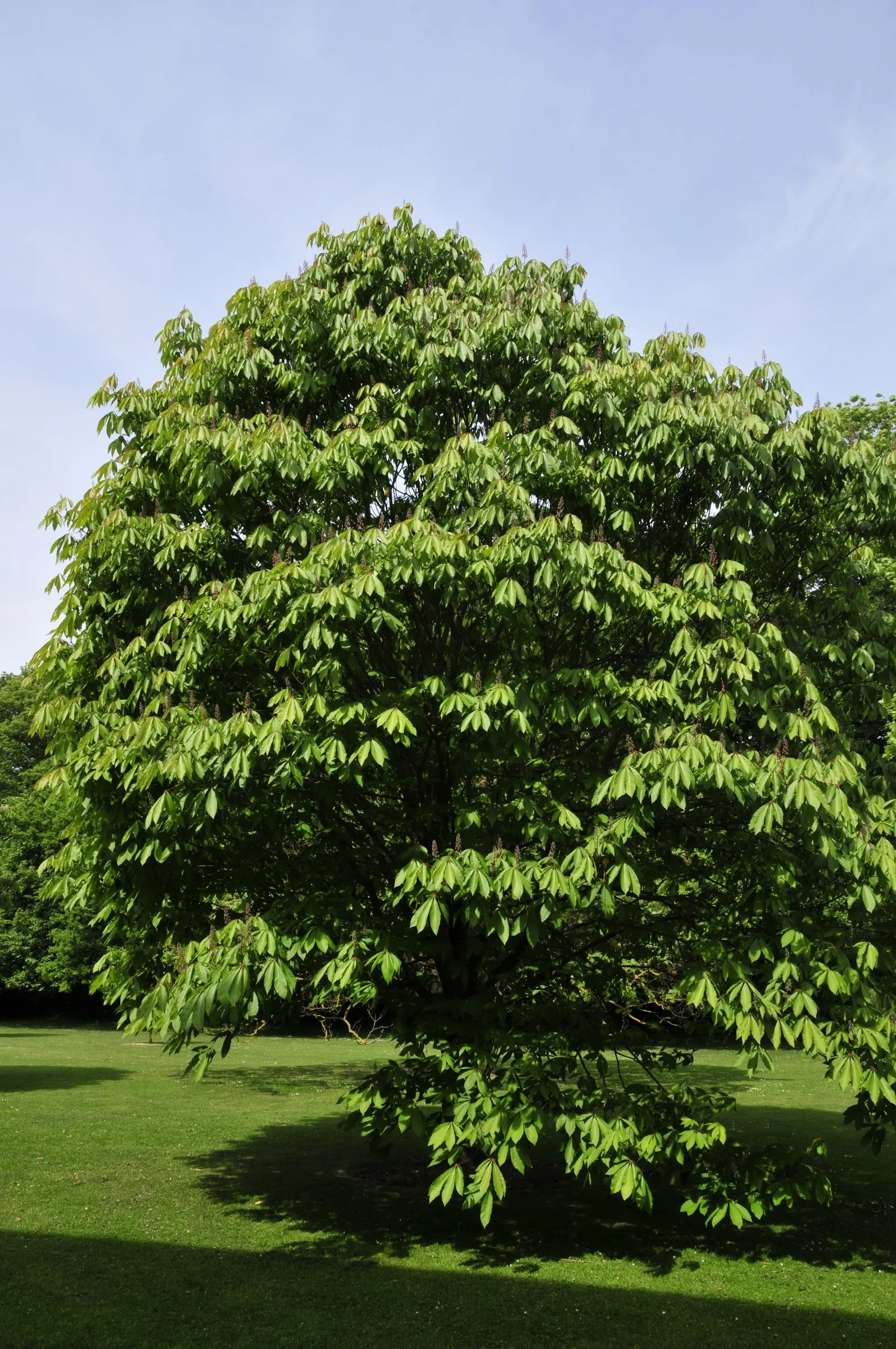 Indian Horse Chestnut (Aesculus Indica) — each composed of 5 to 7 leaflets; it features upright panicles of white flowers tinged with pink or yellow