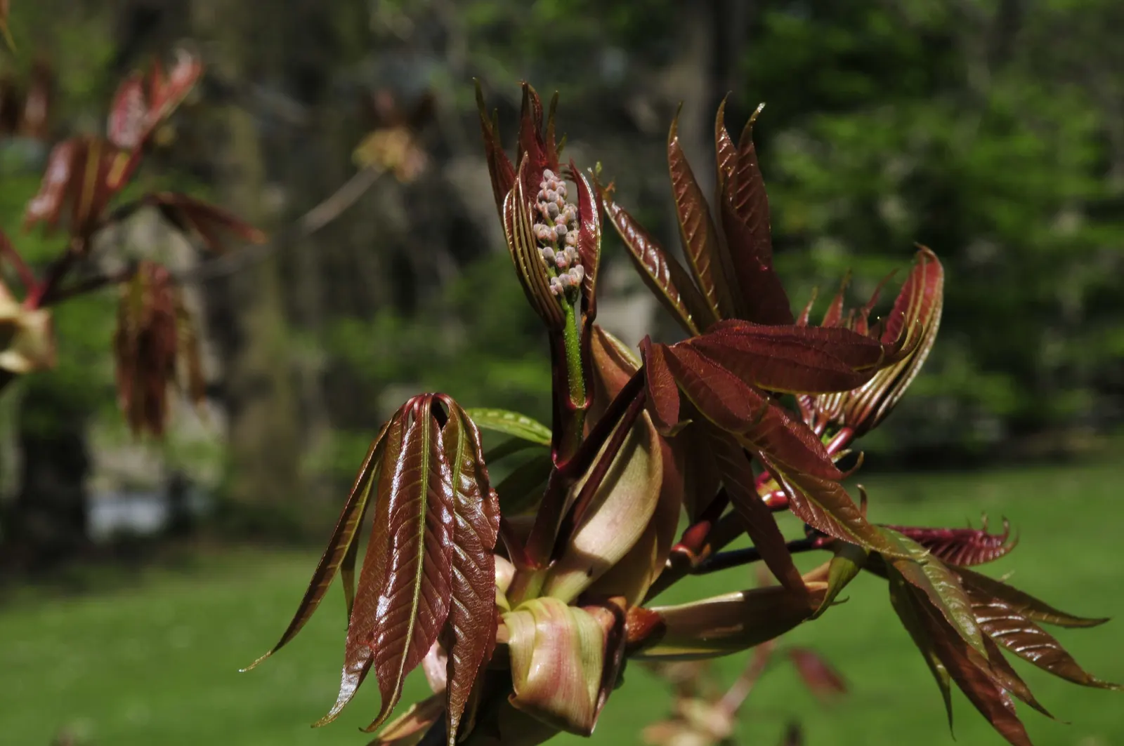 Indian Horse Chestnut (Aesculus Indica) — When incorporating this tree into a landscape plan; upright panicles of pink-tinged white flowers