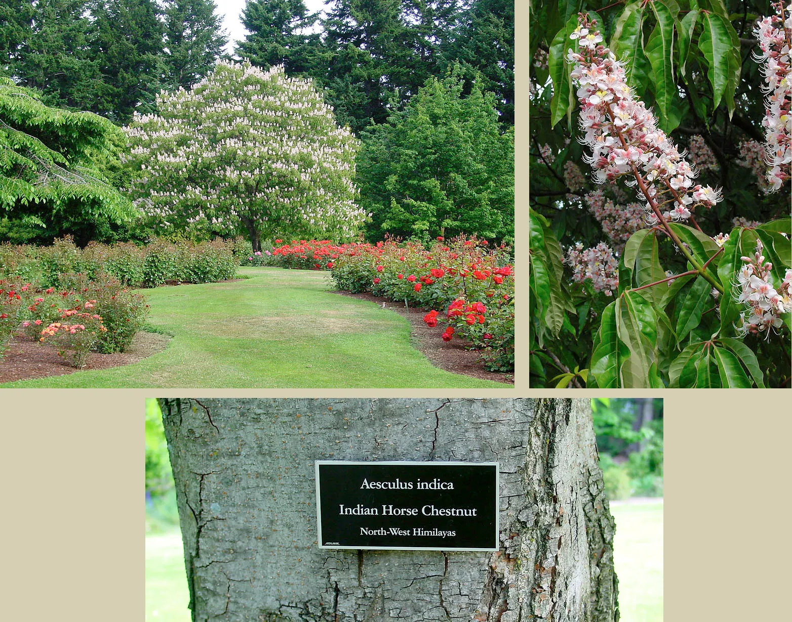 Indian Horse Chestnut (Aesculus Indica) — The Indian Horse Chestnut (Aesculus indica) is an ornamental tree revered for its impressive stature; upright
