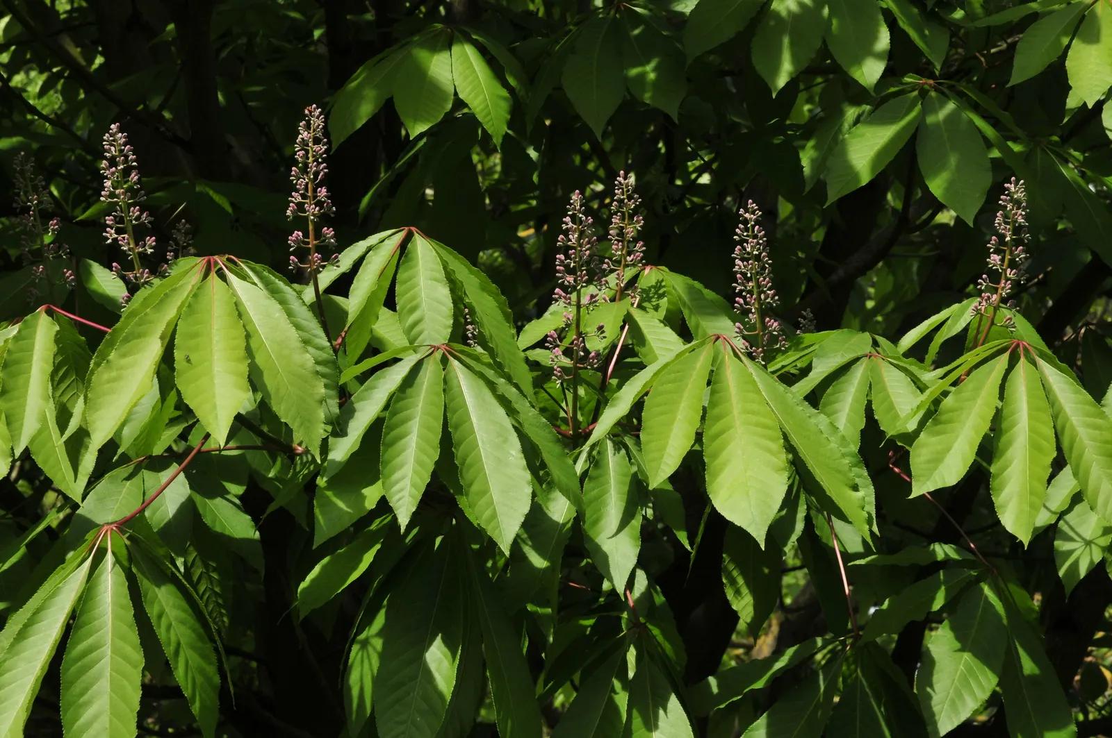 Indian Horse Chestnut (Aesculus Indica) — allow sufficient space for its full growth potential; it features upright panicles of white flowers tinged with pink