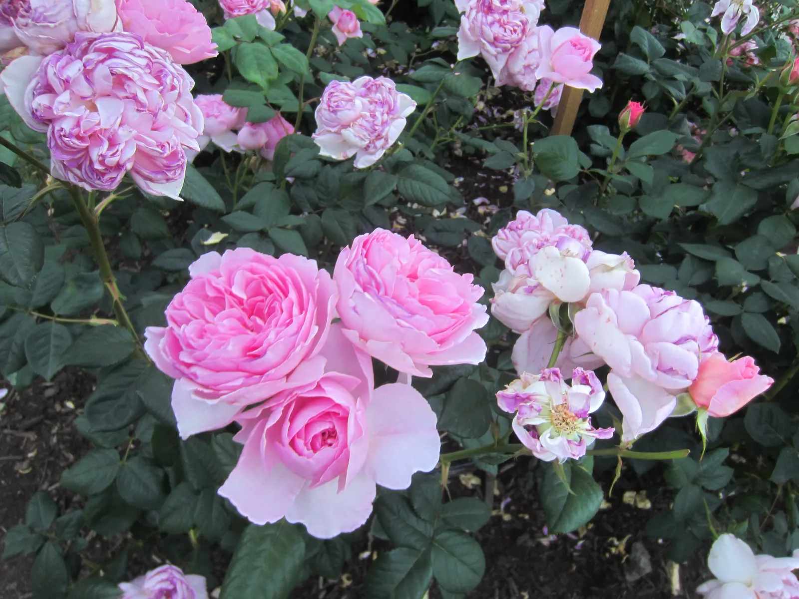 Ancient Mariner English Rose (Rosa David Austin 'Ancient Mariner') — cup-shaped blooms with an inviting warm pink hue