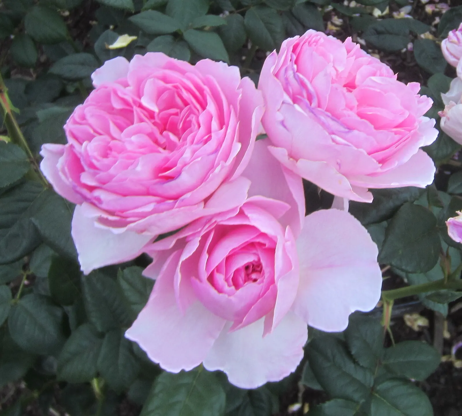 Ancient Mariner English Rose (Rosa David Austin 'Ancient Mariner') — 'Rosa David Austin 'Ancient Mariner,'' an Amber Rose English Rose