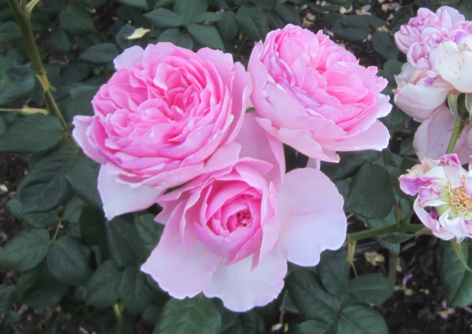 Ancient Mariner English Rose (Rosa David Austin 'Ancient Mariner') — A vigorous shrub, it reaches up to 5 ft in height and 3 ft in width