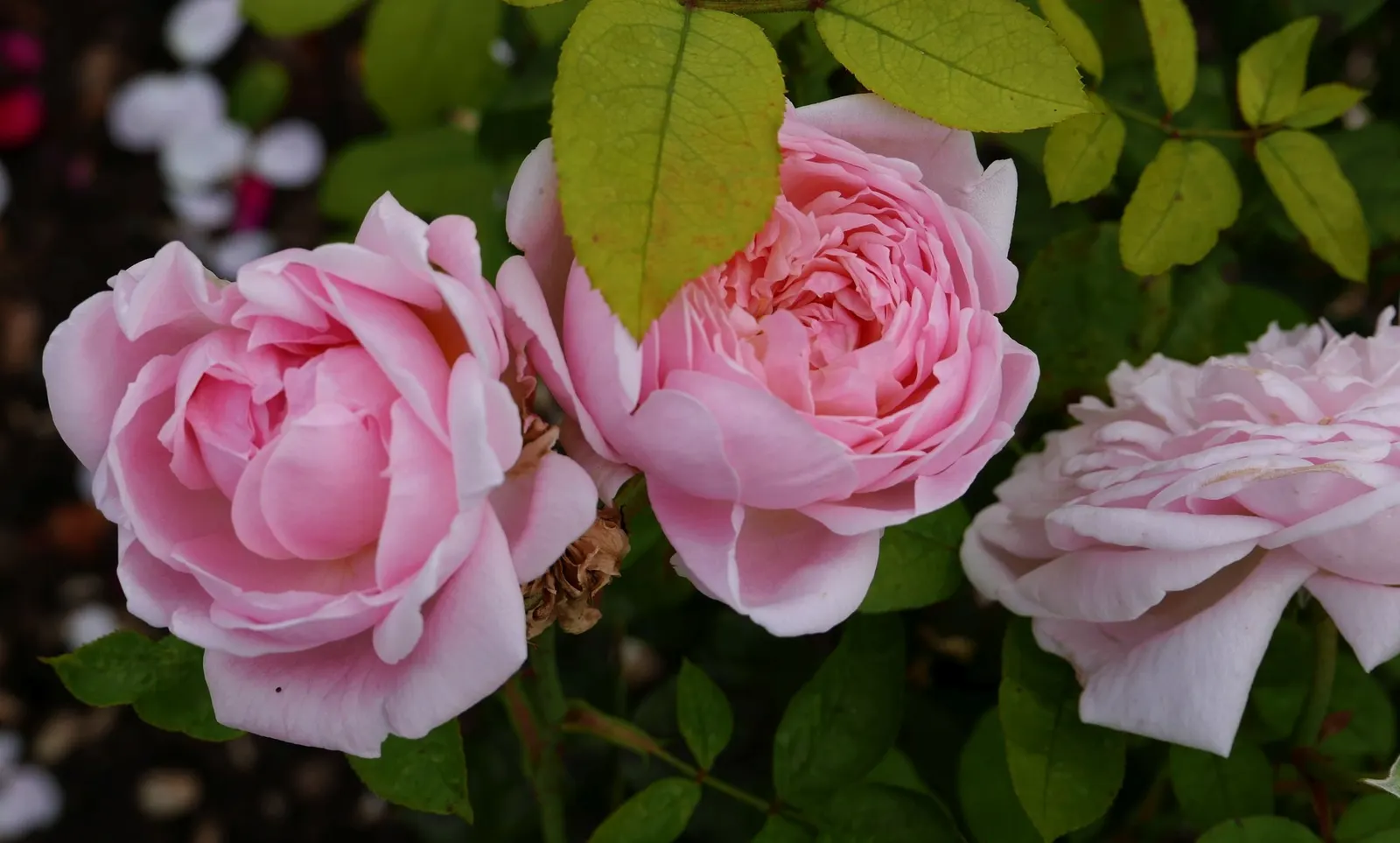 Ancient Mariner English Rose (Rosa David Austin 'Ancient Mariner') — Its vigorous foliage is dark green