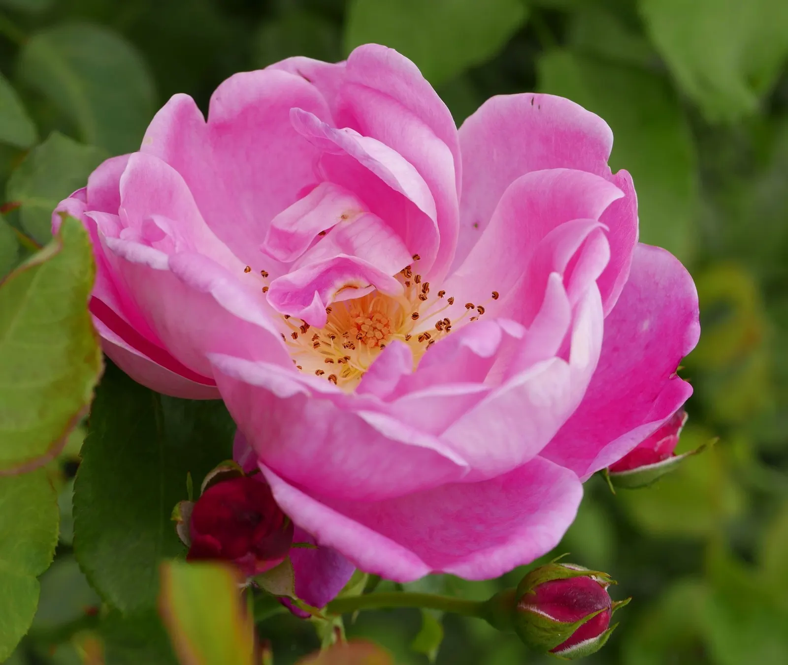 Ancient Mariner English Rose (Rosa David Austin 'Ancient Mariner') — is an exquisite cultivar that infuses classic charm and modern performance into the