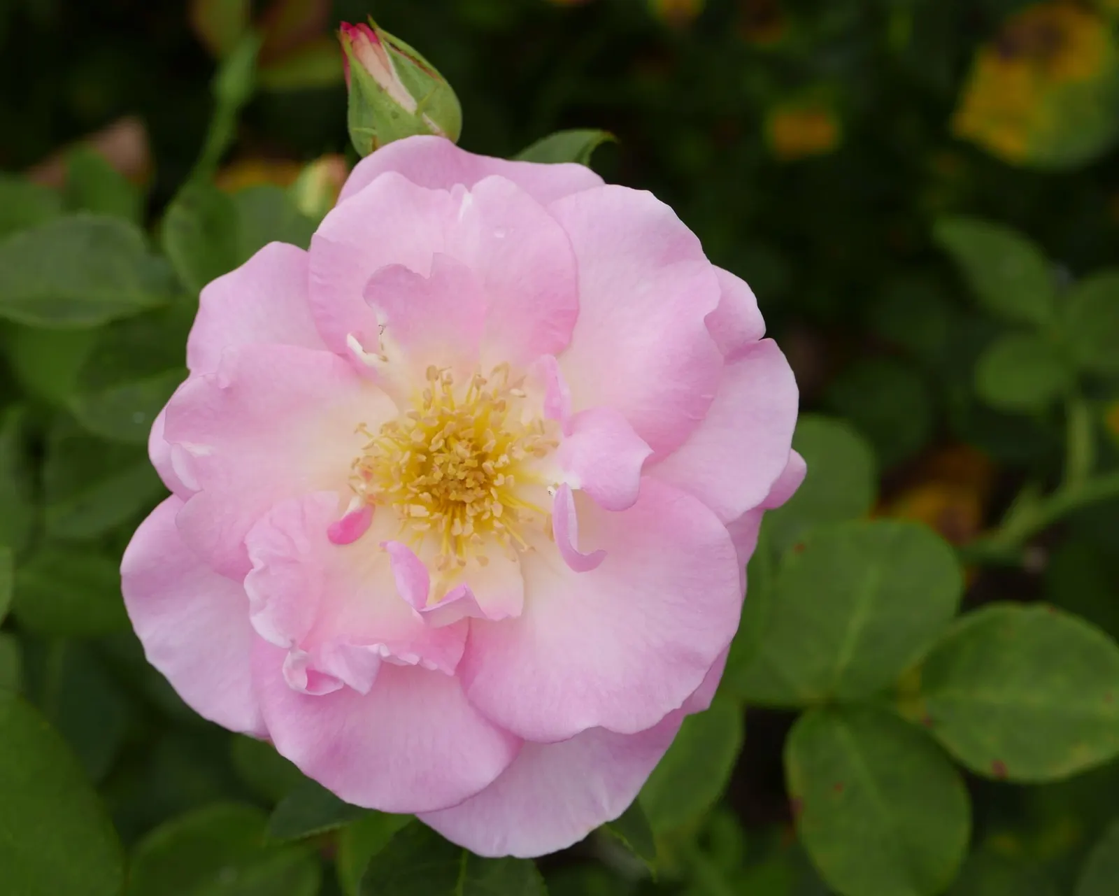 Ancient Mariner English Rose (Rosa David Austin 'Ancient Mariner') — this cultivar generally achieves an upright stature of around 4 feet with a spread of 3