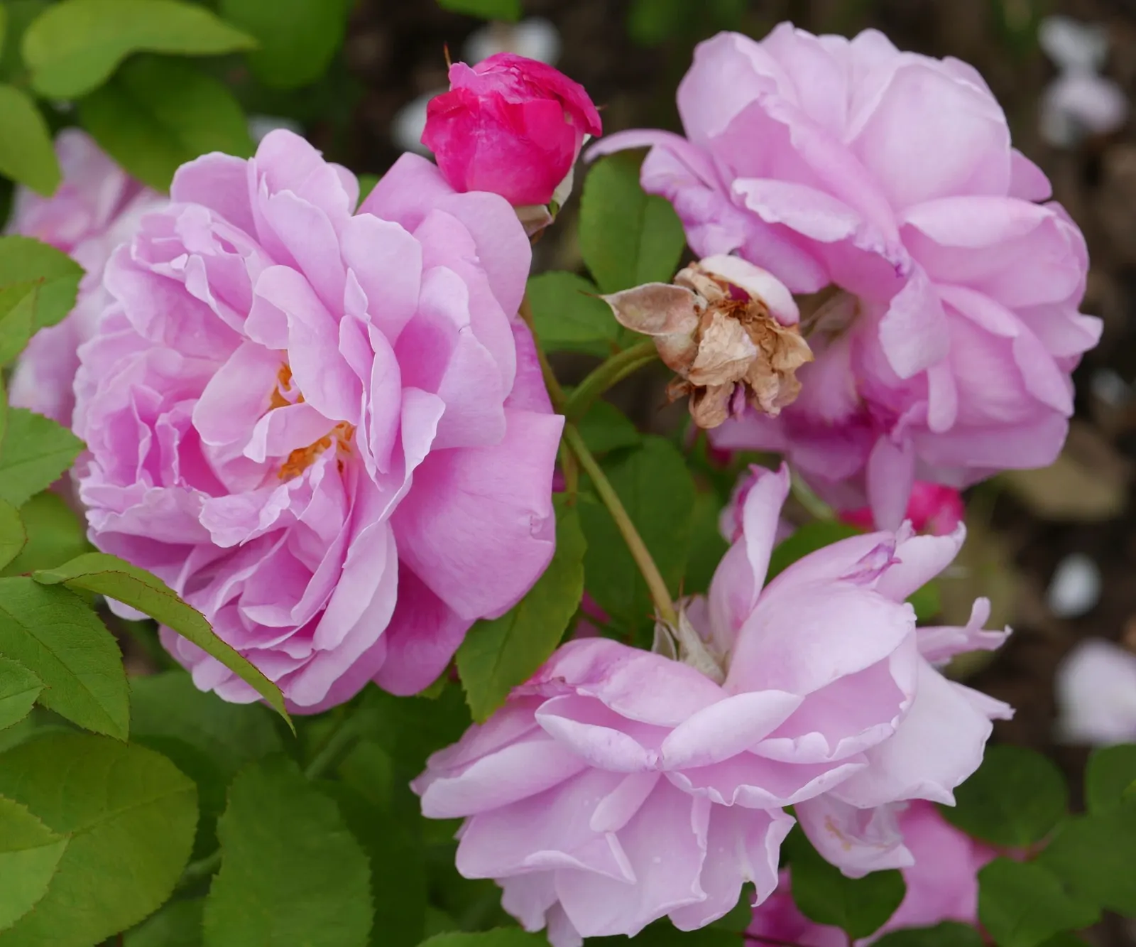 Ancient Mariner English Rose (Rosa David Austin 'Ancient Mariner') — or even as a standout specimen plant