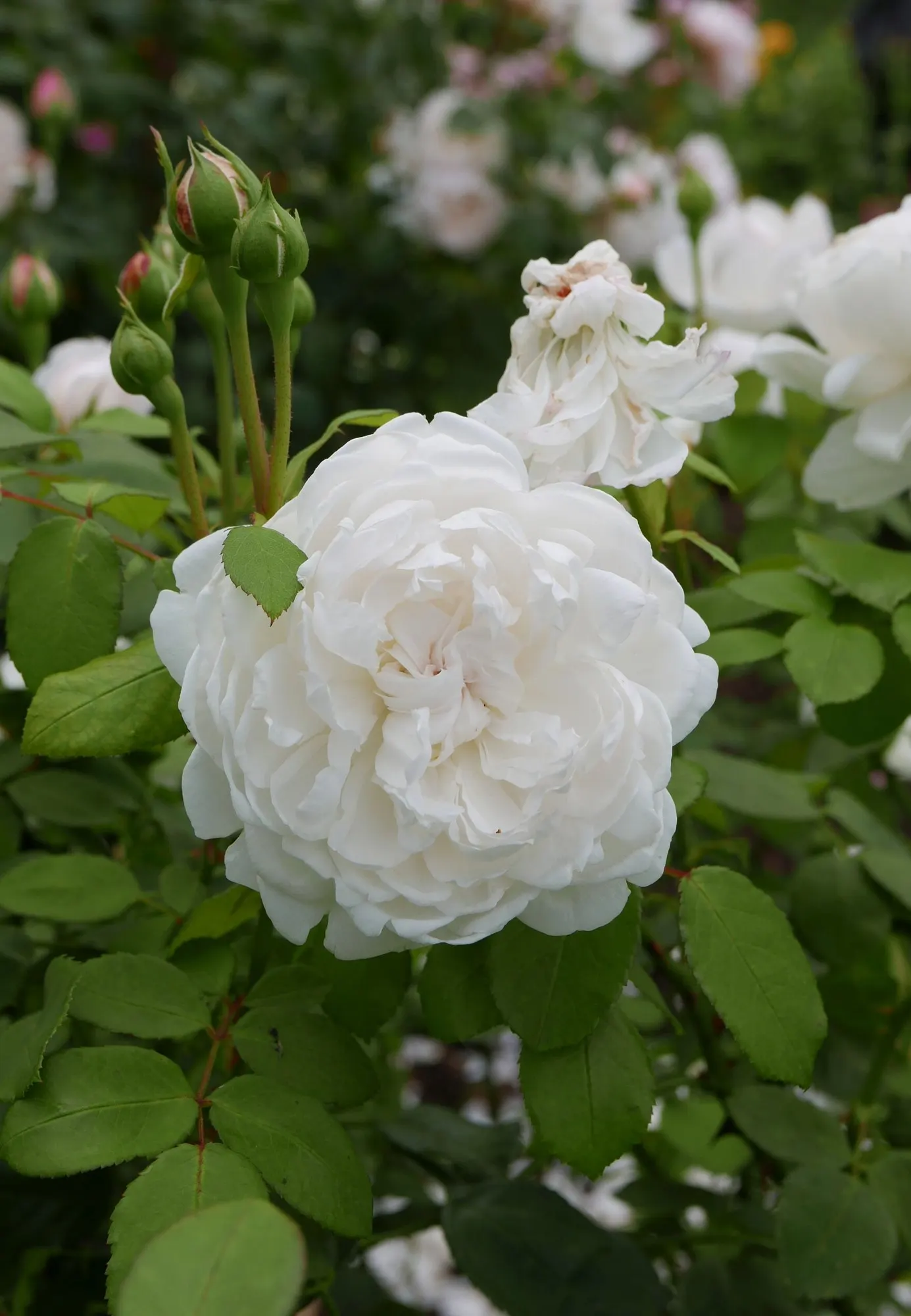 Ancient Mariner English Rose (Rosa David Austin 'Ancient Mariner') — scientifically termed Rosa David Austin 'Ancient Mariner'