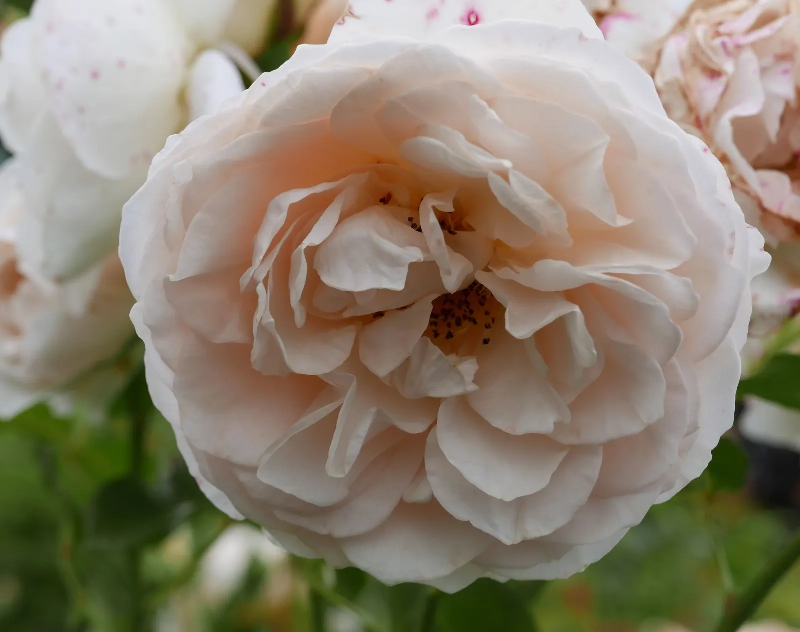 Ancient Mariner English Rose (Rosa David Austin 'Ancient Mariner') — providing an enchanting and extended visual spectacle.<br><br>With a robust and bushy