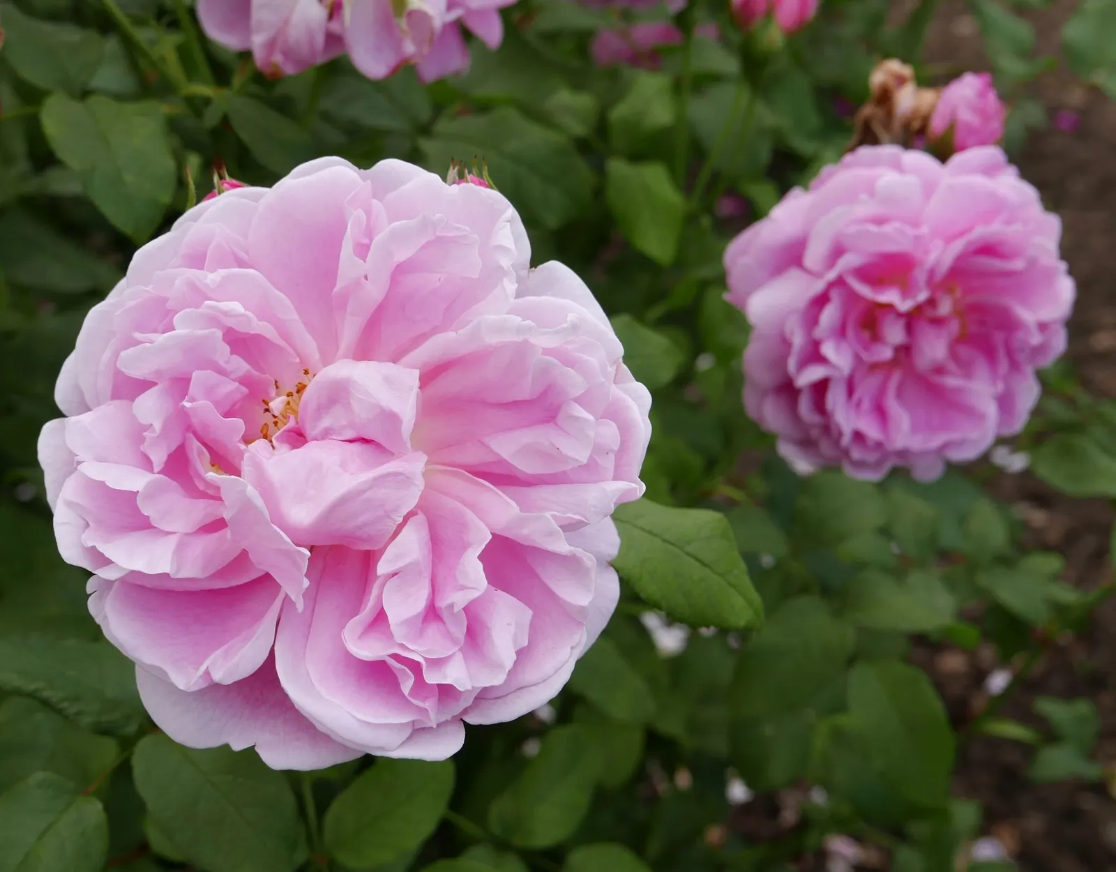 Ancient Mariner English Rose (Rosa David Austin 'Ancient Mariner') — cup-shaped blossoms that can reach an impressive diameter of up to 4 inches