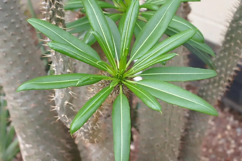 Madagascar Palm (Pachypodium Lamerei) — This striking succulent boasts a stout; it's important to note that P, image 92
