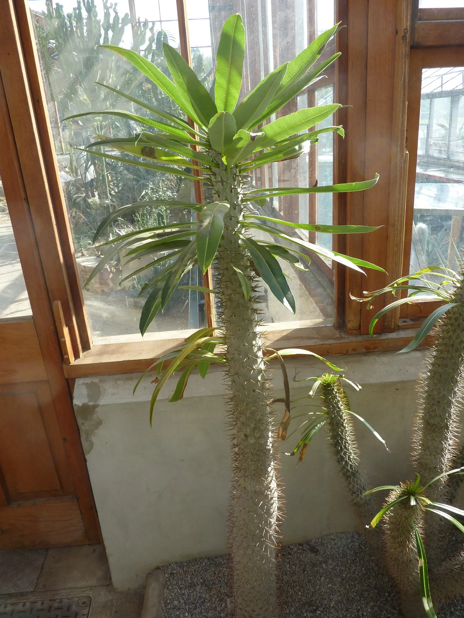 Madagascar Palm (Pachypodium Lamerei) — spiny trunk with a silver-gray hue; succulent for half or shade