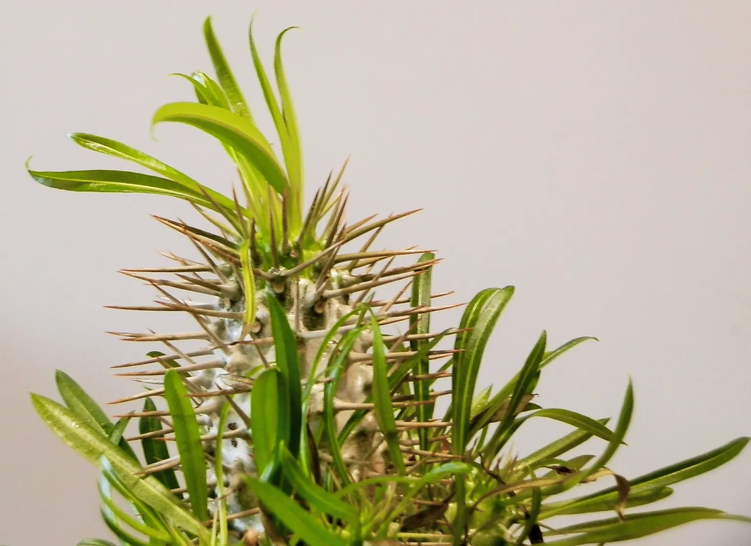 Madagascar Palm (Pachypodium Lamerei) — Hardy in USDA zones 9 to 11, it's perfect for a drought-tolerant landscape, image 32