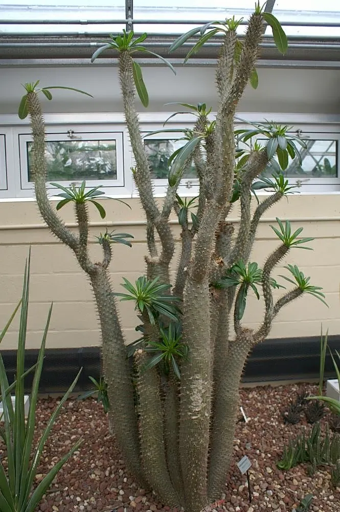 Madagascar Palm (Pachypodium Lamerei) — succulent for half or shade; as an accent plant, it offers both an interesting silhouette and a touch of tropical
