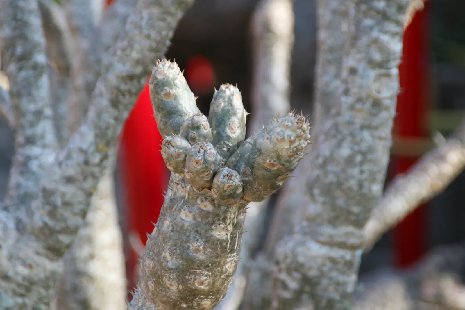 Madagascar Palm (Pachypodium Lamerei) — As an accent plant, it offers both an interesting silhouette and a touch of tropical elegance; it sports slender leaves