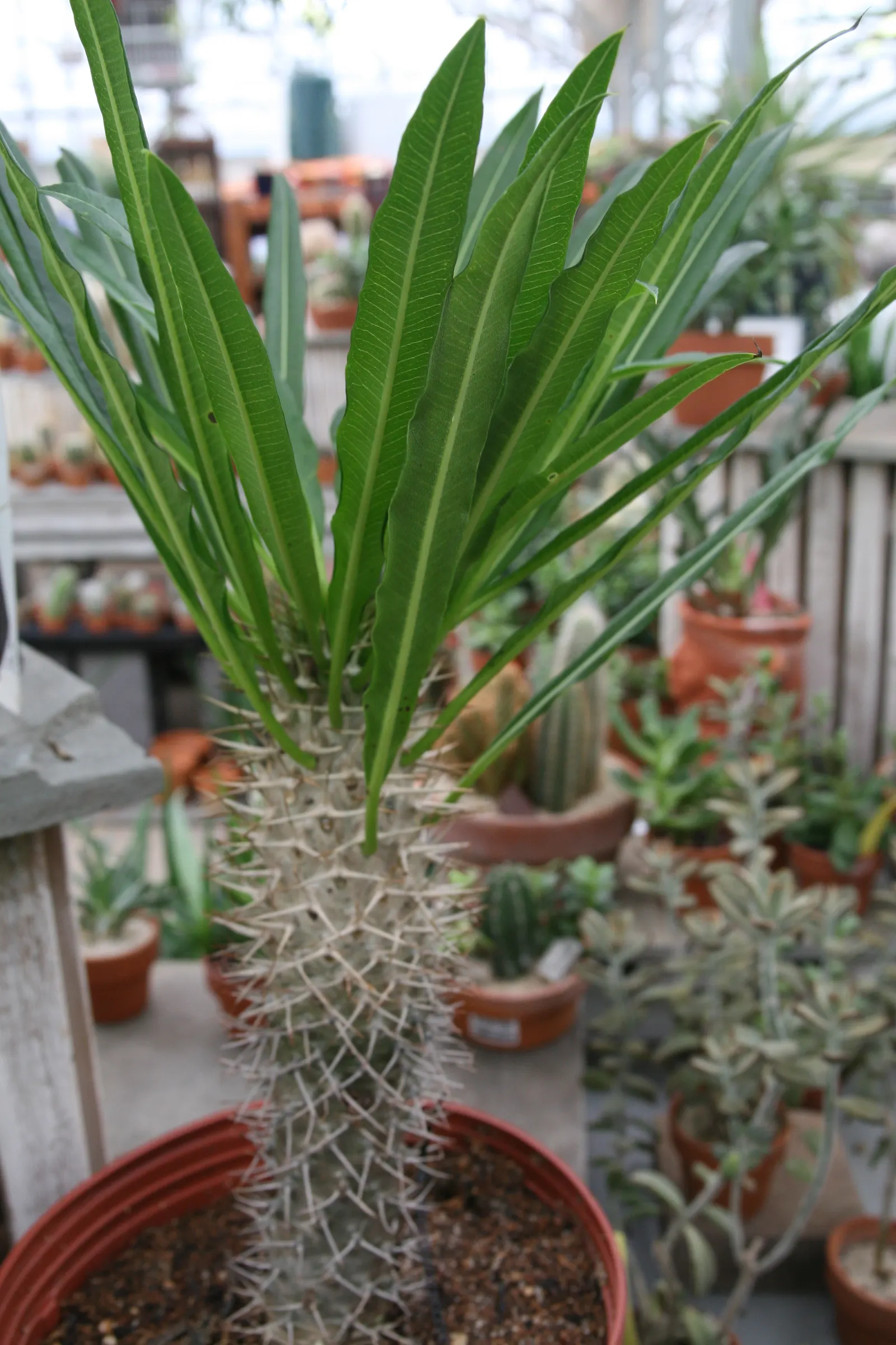 Madagascar Palm (Pachypodium Lamerei) — the Madagascar Palm displays a lush crown of long; the Madagascar Palm requires minimal maintenance