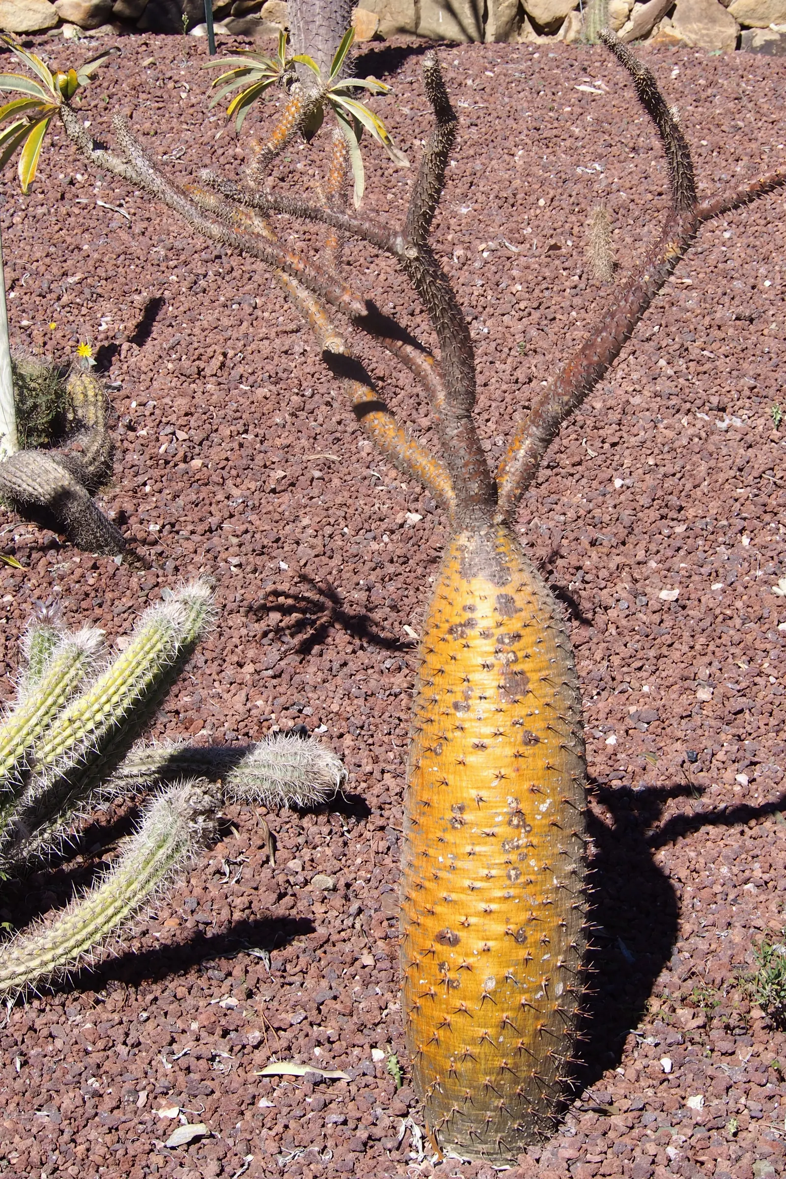 Madagascar Palm (Pachypodium Lamerei) — is not a true palm but rather a member of the Apocynaceae family; use with caution, as spines are sharp, image 90