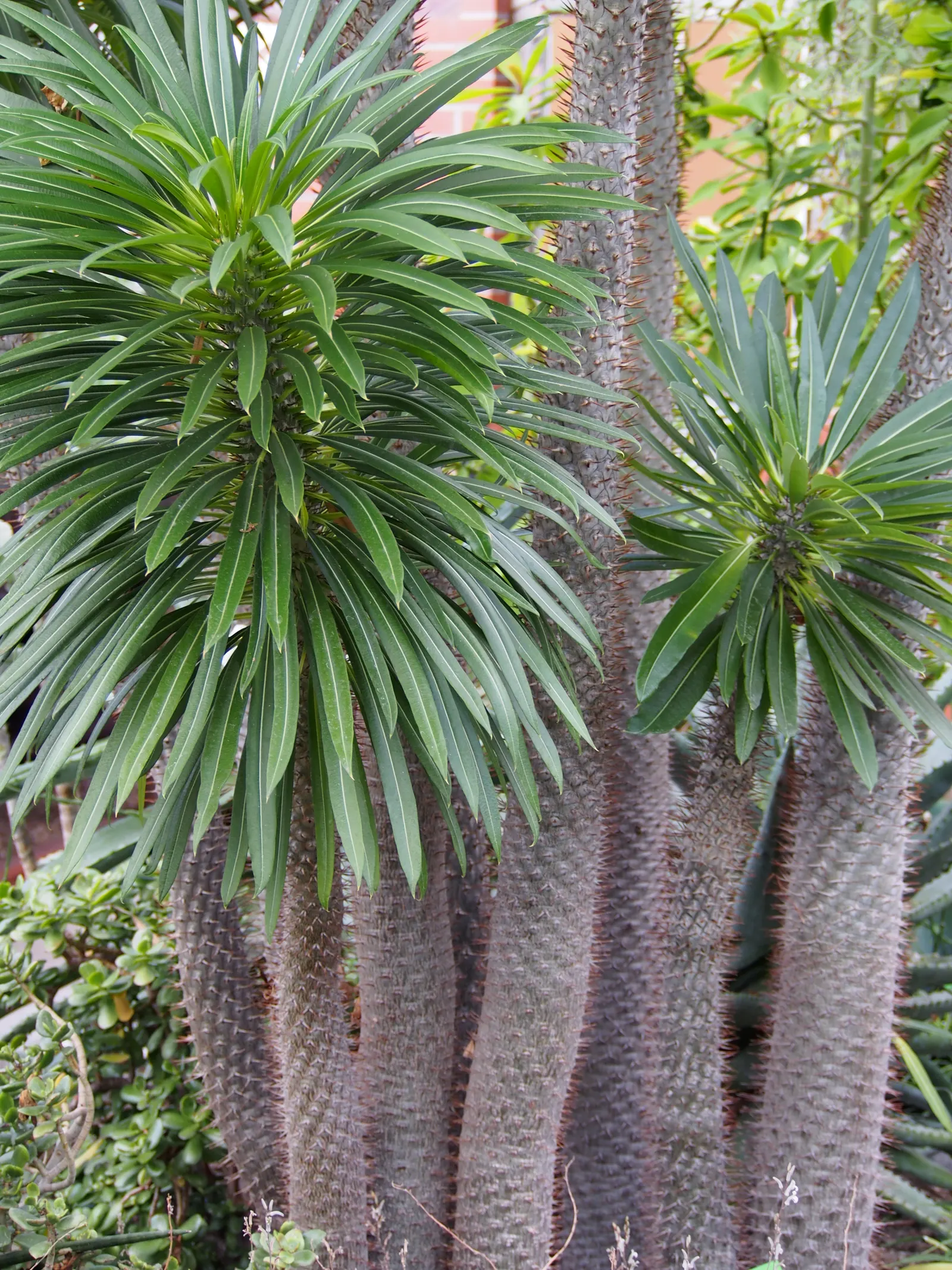 Madagascar Palm (Pachypodium Lamerei) — native to the arid regions of Madagascar