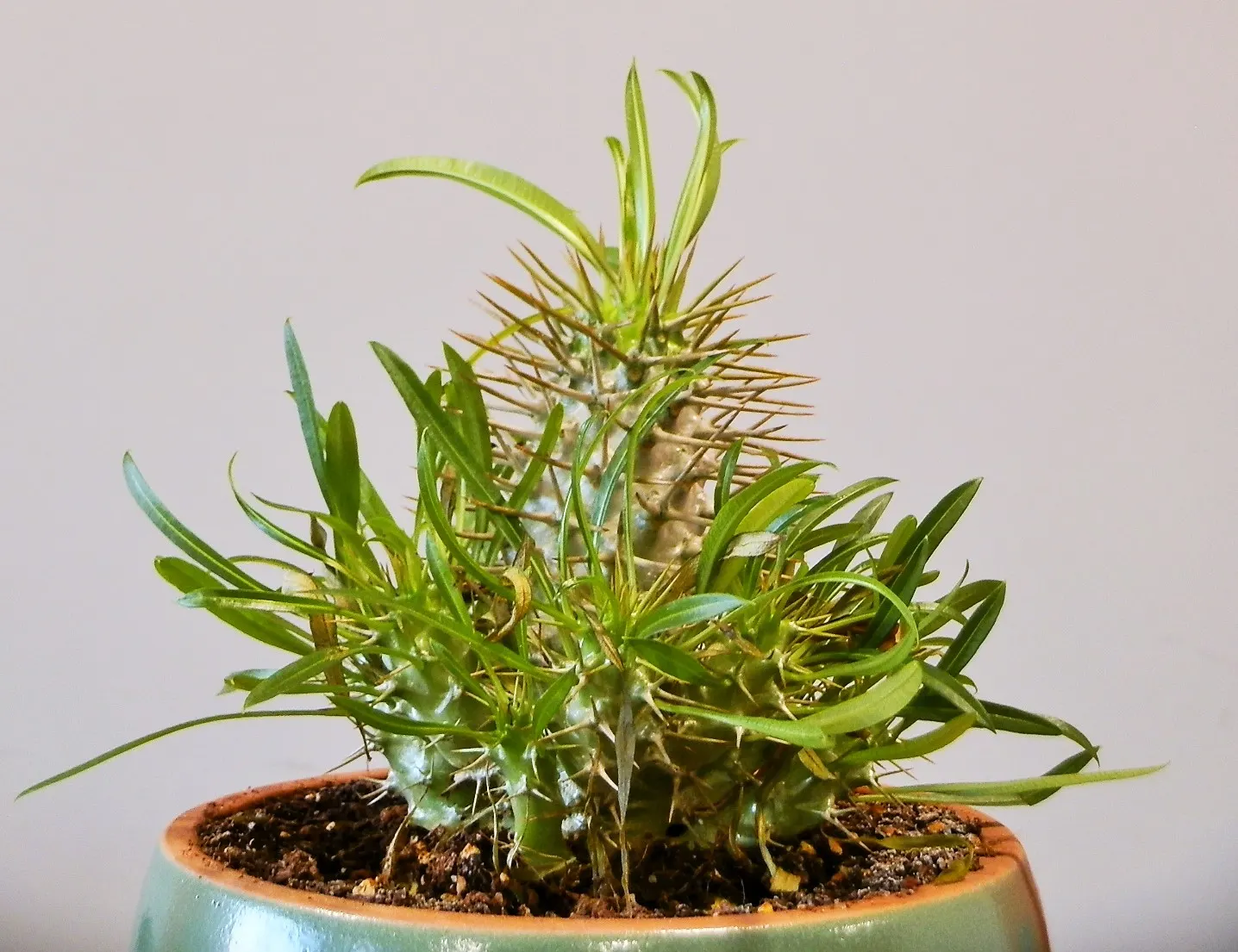 Madagascar Palm (Pachypodium Lamerei) — white flowers in the garden