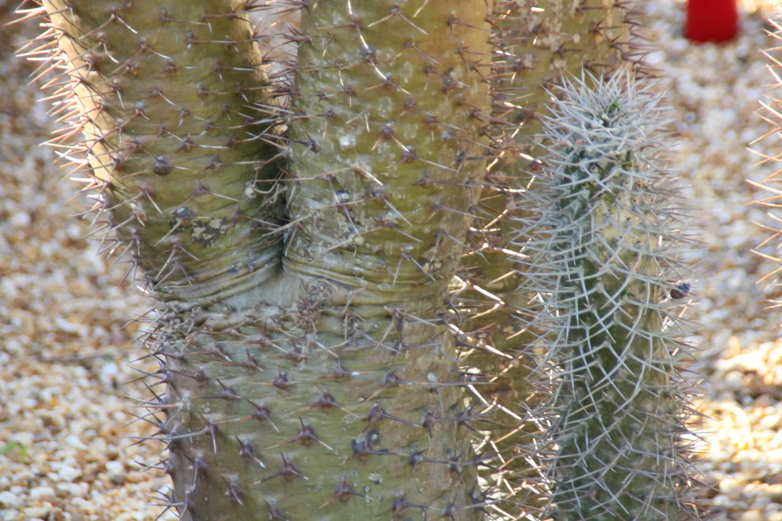 Madagascar Palm (Pachypodium Lamerei) — The flowers can reach a diameter of 2 to 3 inches
