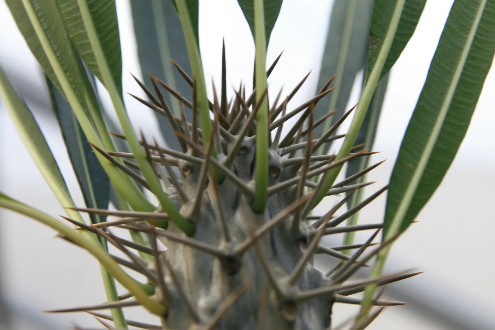 Madagascar Palm (Pachypodium Lamerei) — Not a true palm, it adds an exotic touch to any garden; the flowers can reach a diameter of 2 to 3 inches, image 61