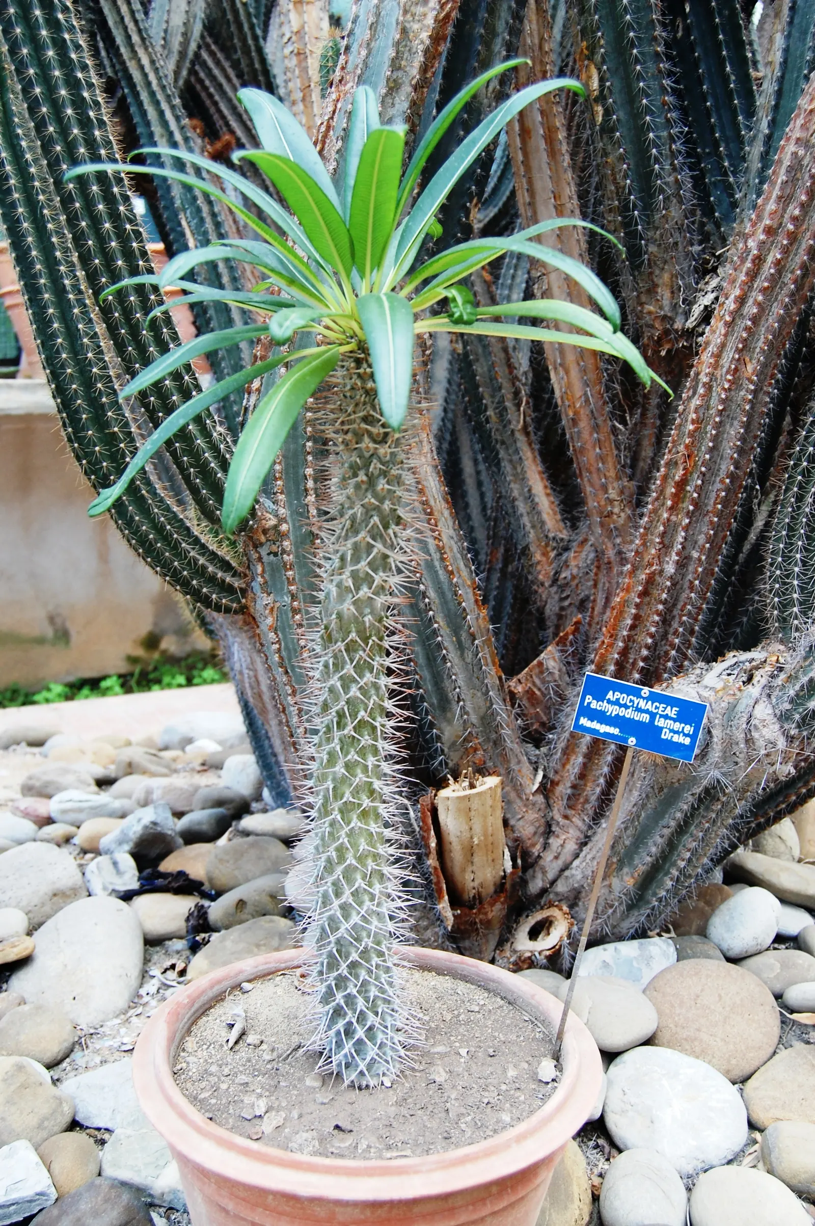 Madagascar Palm (Pachypodium Lamerei) — is a striking succulent with a spiny gray trunk growing up to 15 feet tall; this striking succulent boasts, image 56