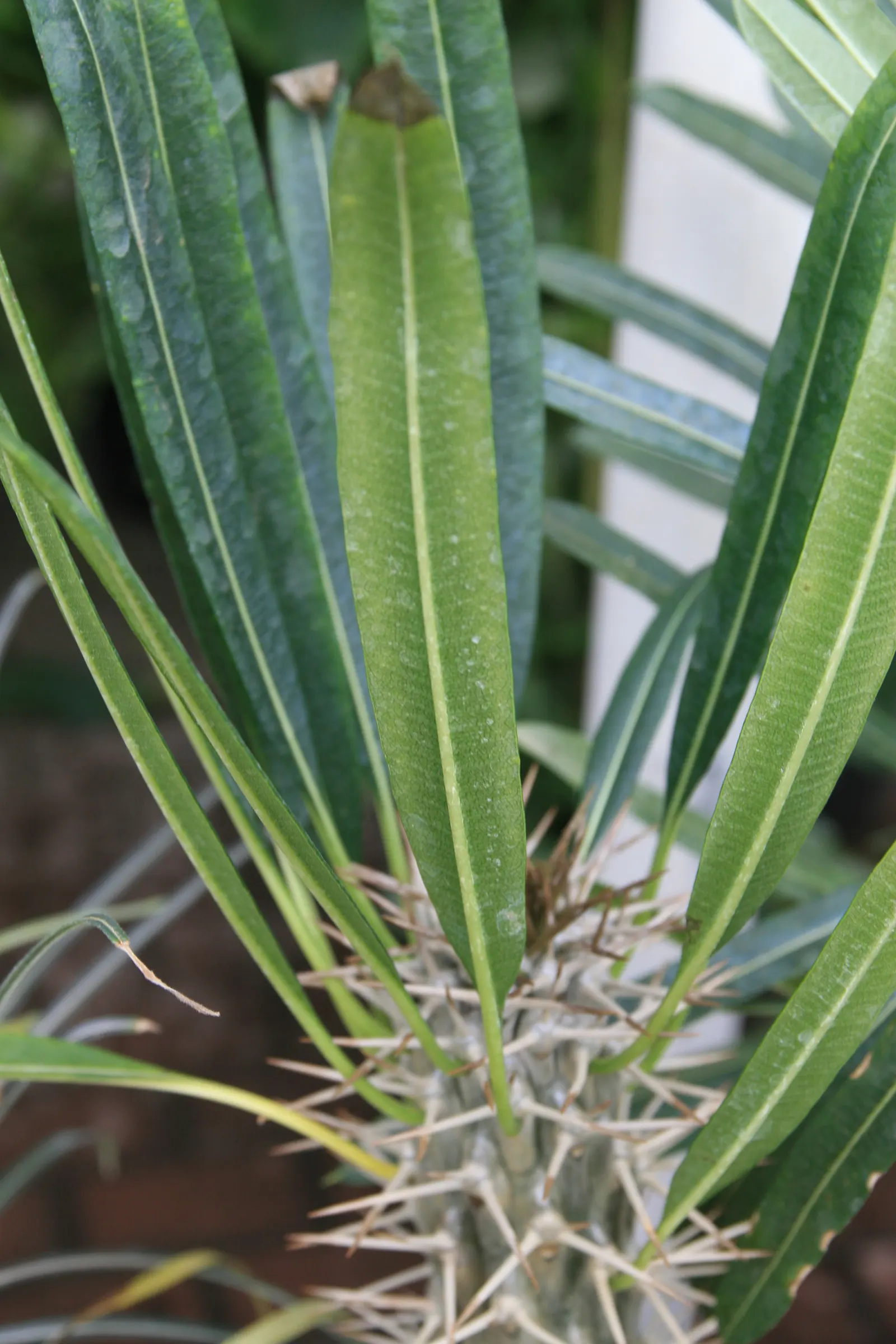 Madagascar Palm (Pachypodium Lamerei) — This striking succulent boasts a stout; it's important to note that P