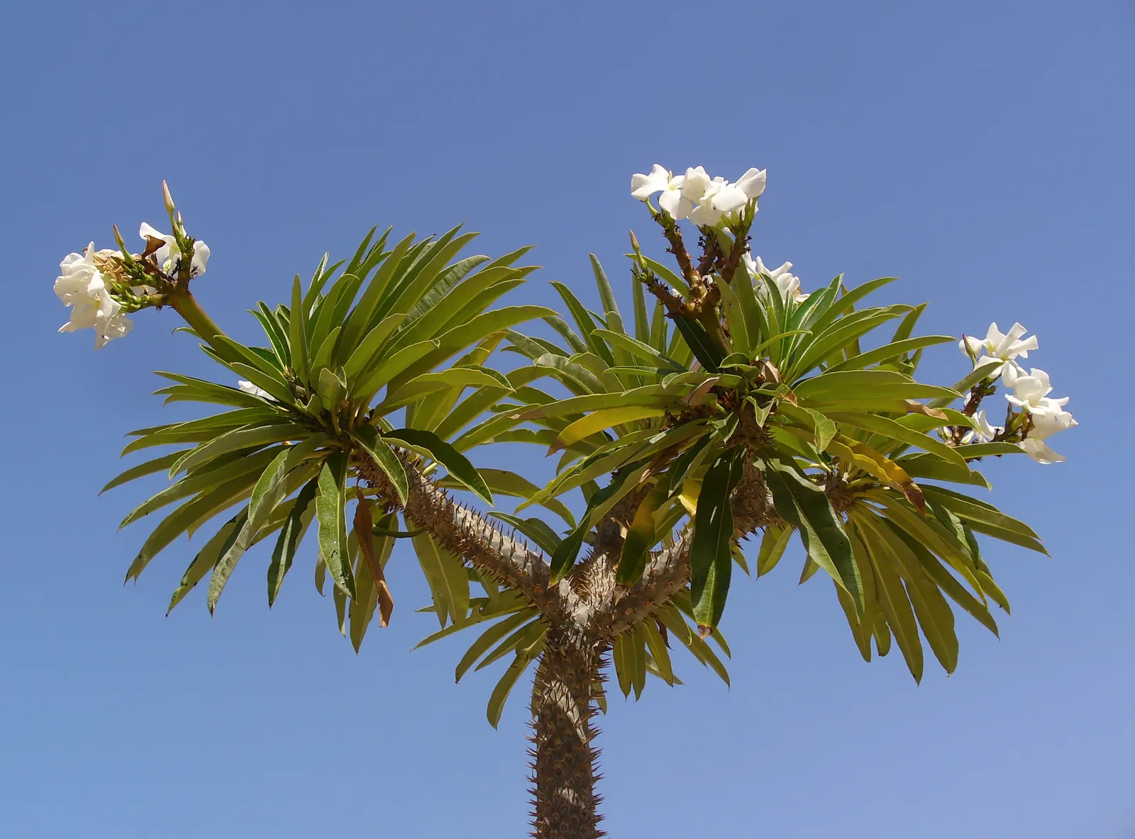 Madagascar Palm (Pachypodium Lamerei) — Do consider its spines and toxic sap; it should be sited away from high-traffic areas and handled with care, image 77