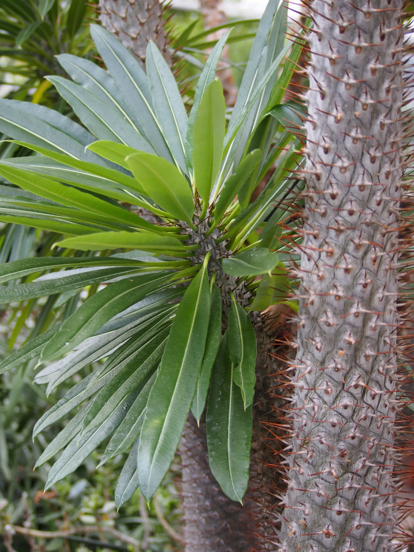 Madagascar Palm (Pachypodium Lamerei) — funnel-shaped blooms which add an exotic touch to any landscape; the Madagascar Palm displays a lush crown, image 72