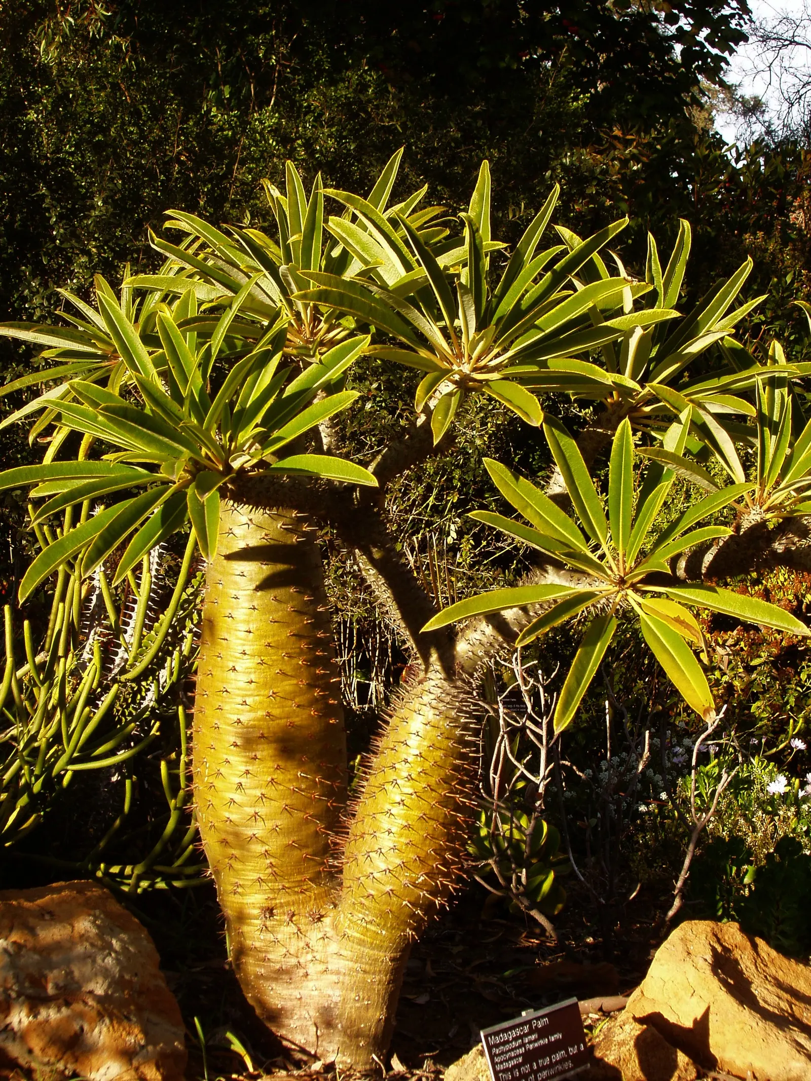 Madagascar Palm (Pachypodium Lamerei) — commonly known as Madagascar Palm; thriving in full sun, it requires minimal water, image 55