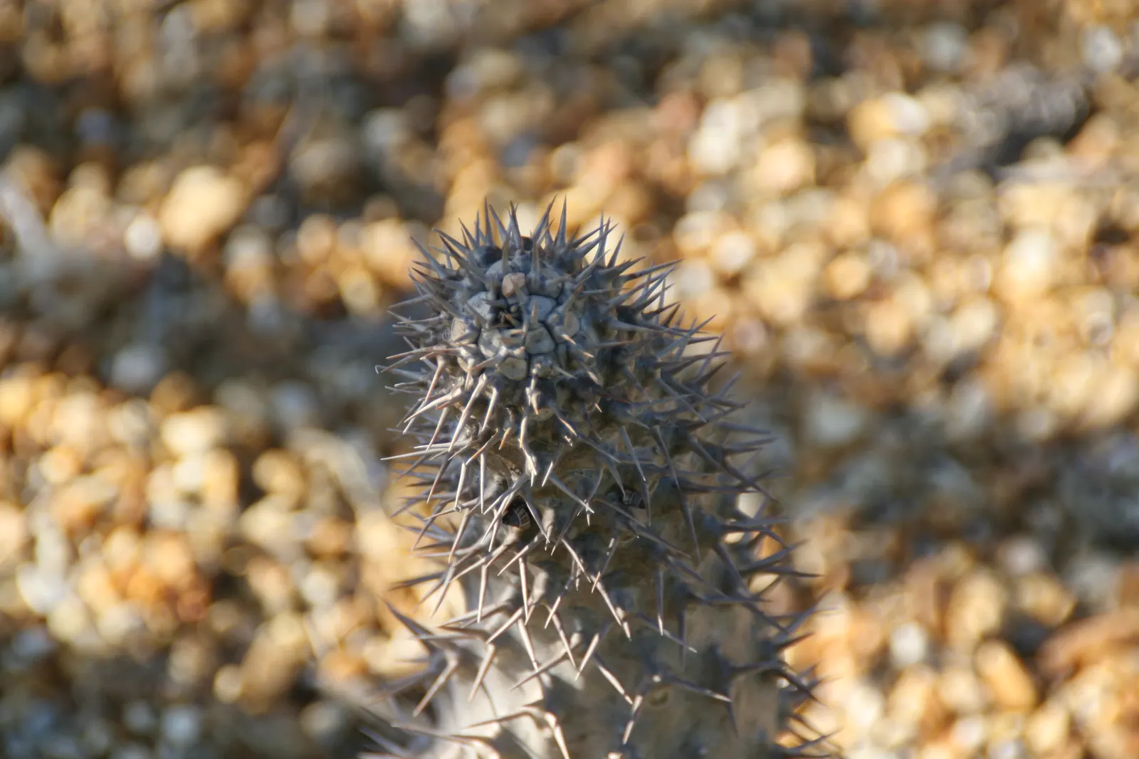 Madagascar Palm (Pachypodium Lamerei) — This striking succulent boasts a stout