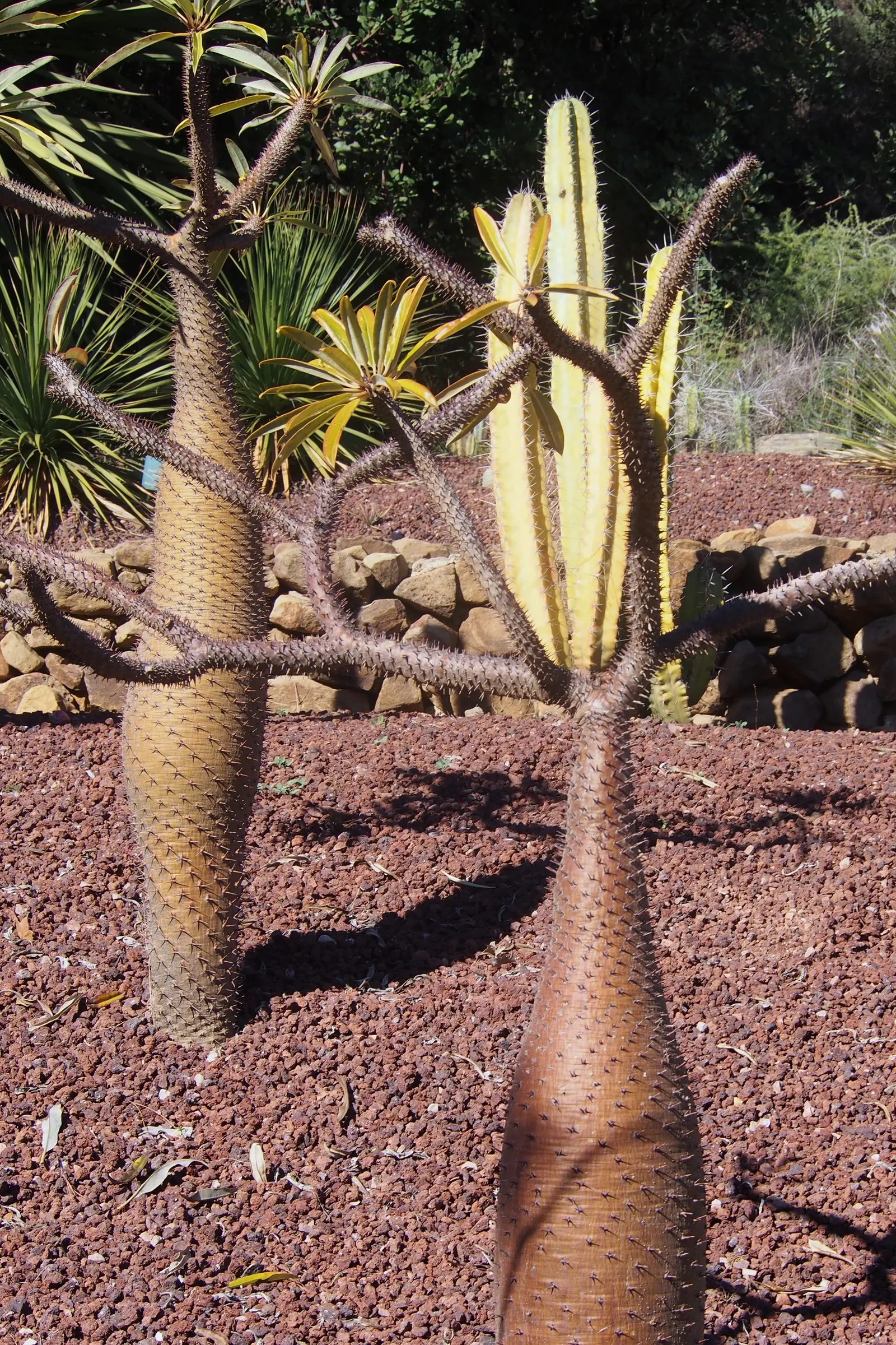 Madagascar Palm (Pachypodium Lamerei) — the Madagascar Palm displays a lush crown of long