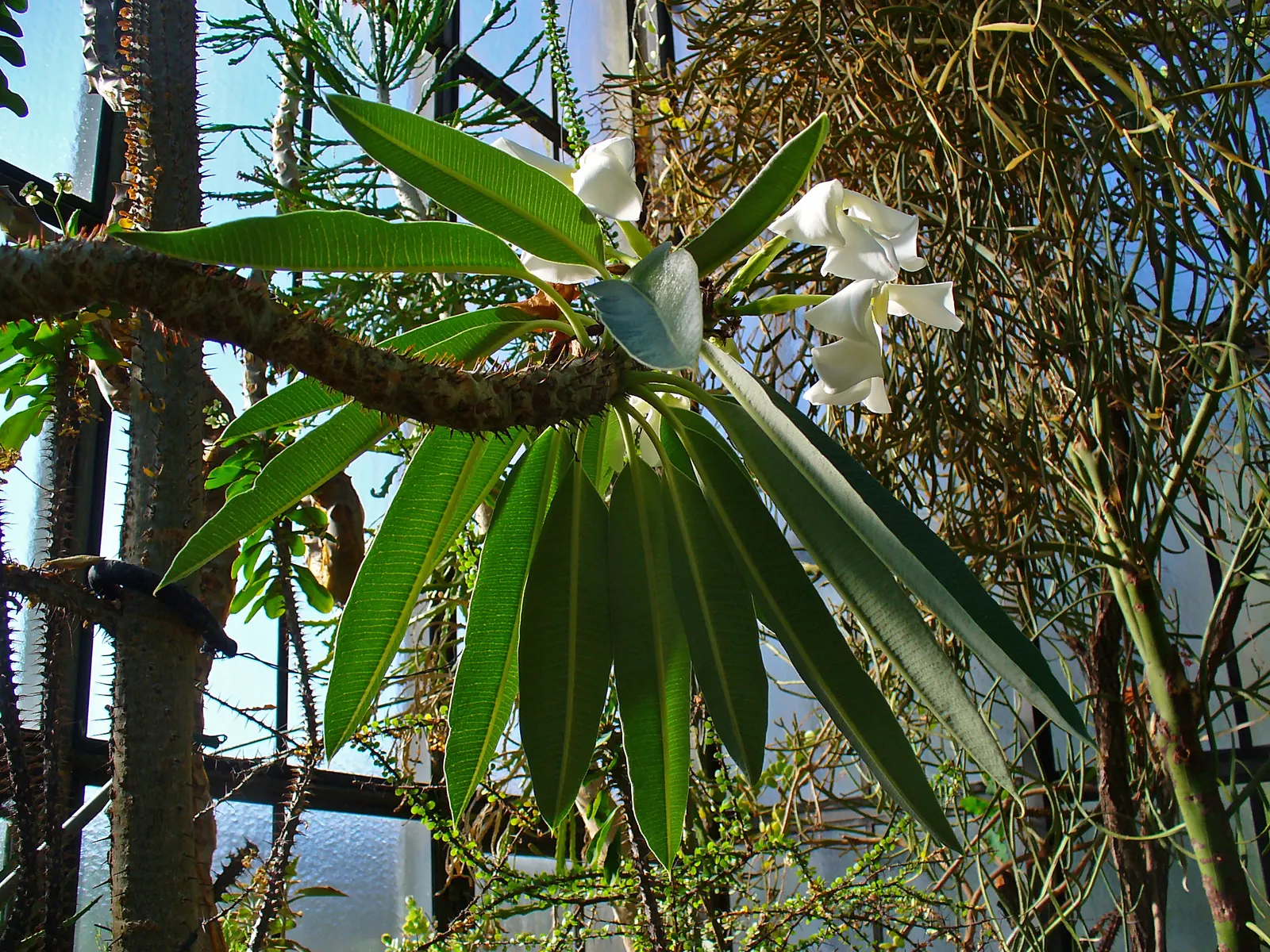 Madagascar Palm (Pachypodium Lamerei) — Do consider its spines and toxic sap; it should be sited away from high-traffic areas and handled with care