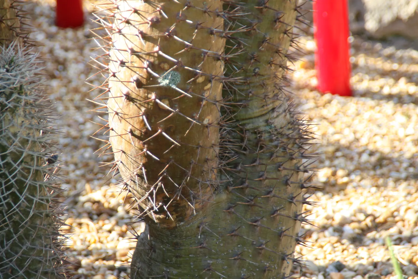Madagascar Palm (Pachypodium Lamerei) — spiny trunk with a silver-gray hue; succulent for half or shade, image 93