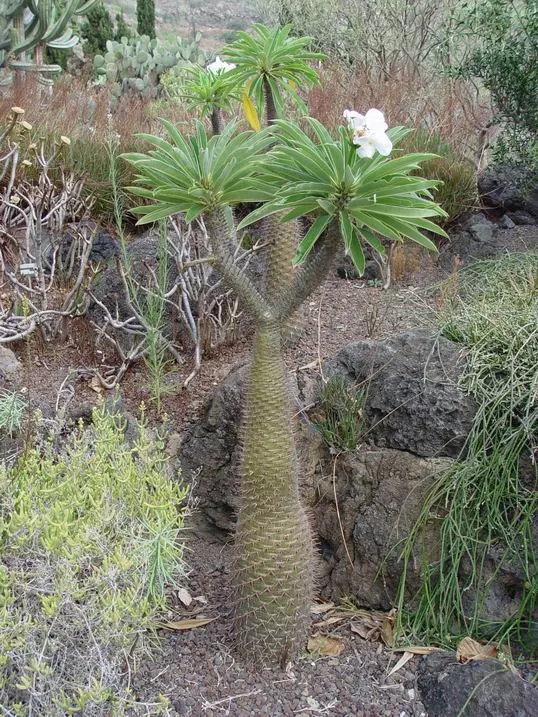 Madagascar Palm (Pachypodium Lamerei) — succulent for half or shade; as an accent plant, it offers both an interesting silhouette and a touch of, image 81