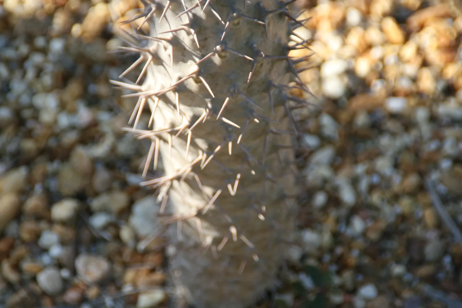 Madagascar Palm (Pachypodium Lamerei) — Use with caution, as spines are sharp; spiny trunk with a silver-gray hue