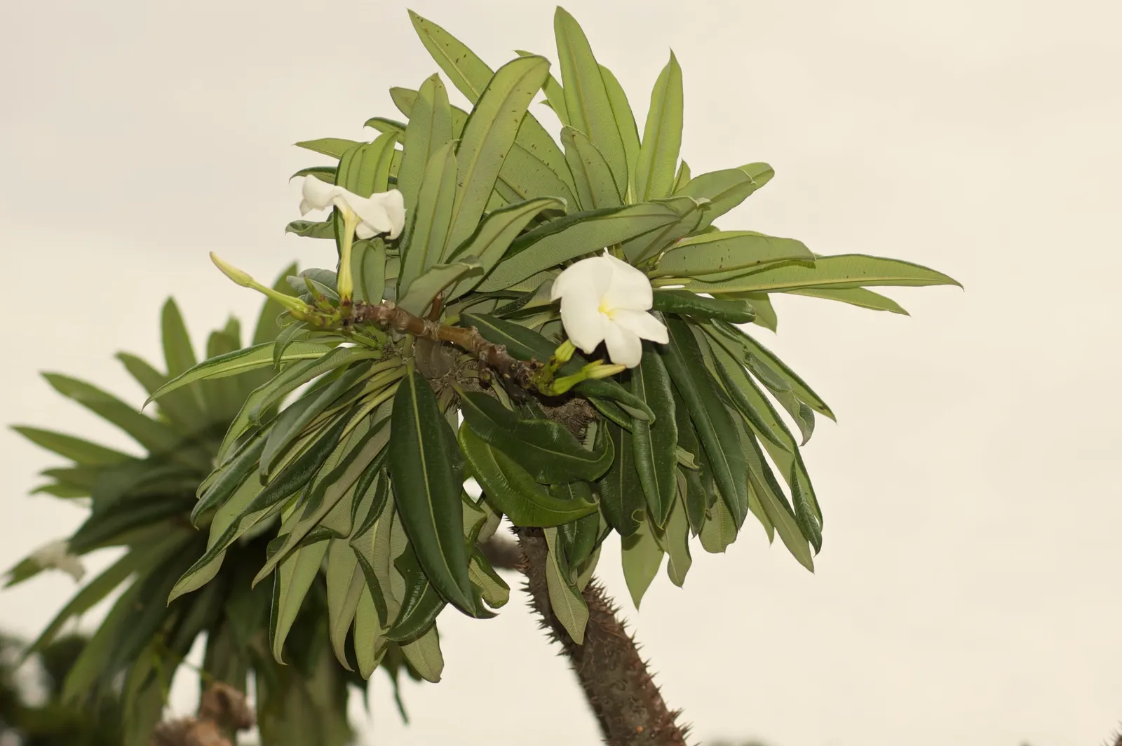Madagascar Palm (Pachypodium Lamerei) — These leaves are deciduous in cooler climates or during times of stress