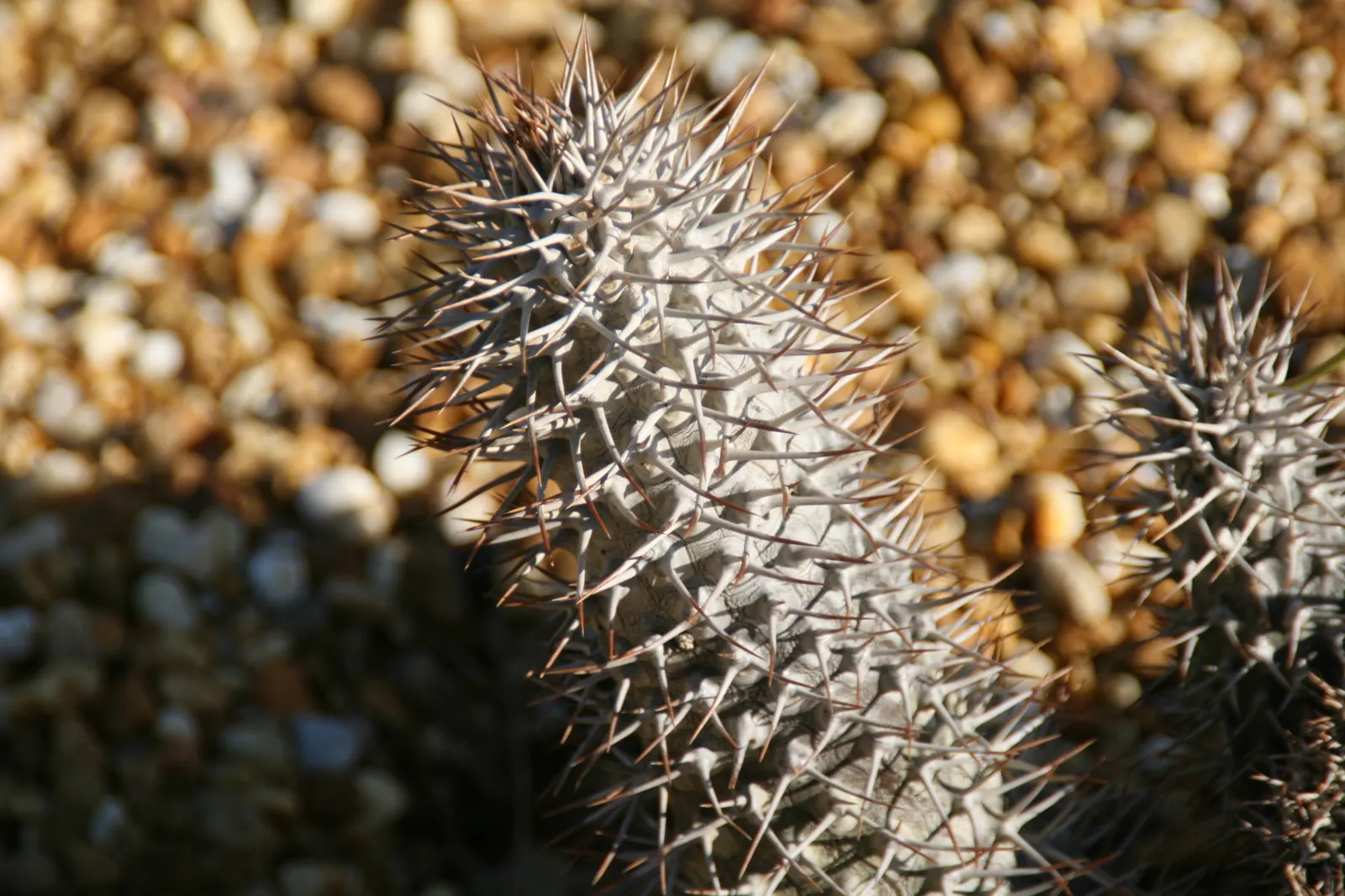 Madagascar Palm (Pachypodium Lamerei) — Use with caution, as spines are sharp