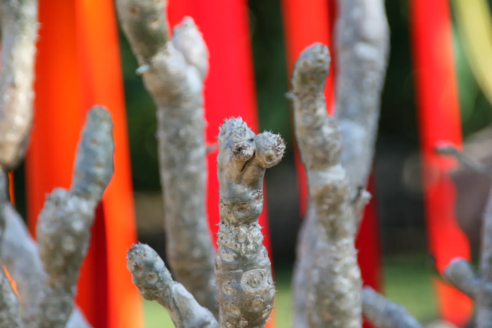 Madagascar Palm (Pachypodium Lamerei) — Thriving in full sun, it requires minimal water