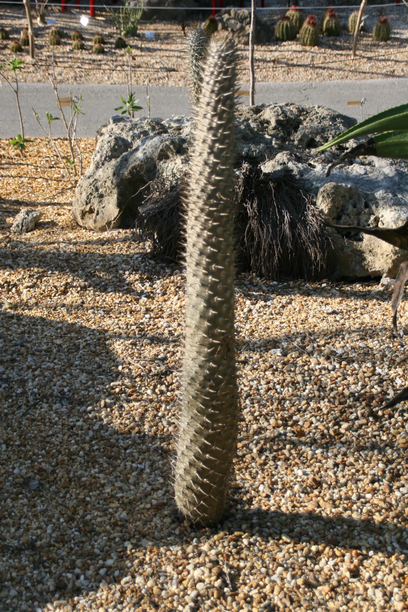 Madagascar Palm (Pachypodium Lamerei) — succulent with white blooms